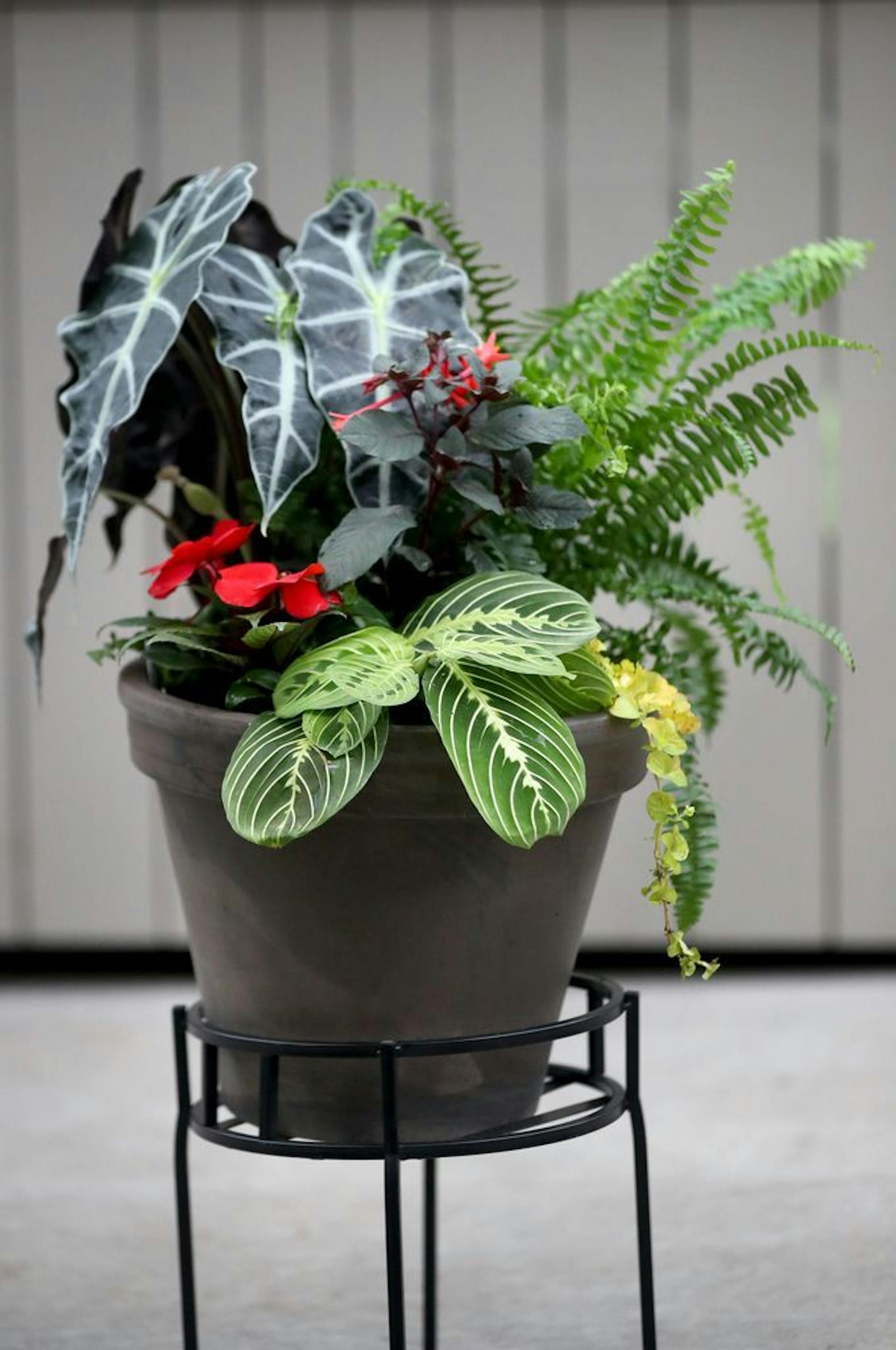 Tropicana Fever - Shade container garden from Sunnyside Gardens.