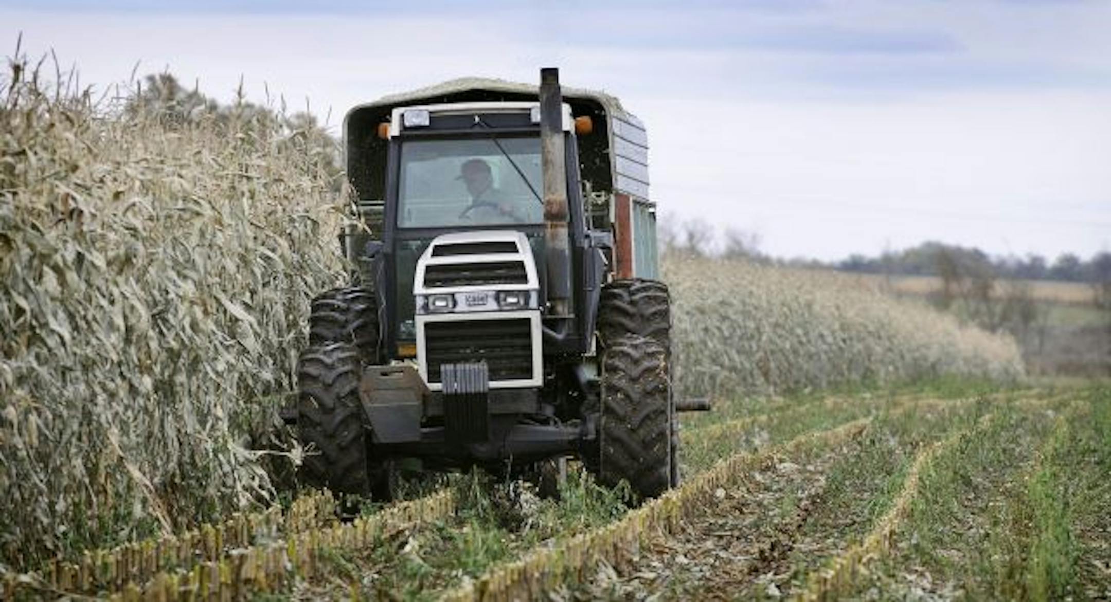 A farmer near Sauk Rapids, Minn., chopped 60 acres of his corn for silage in 2009. Last year was grim for farmers, but this year, Minnesota farm incomes could set records. Minnesota is the nation's fourth-largest corn grower and third-biggest soybean producer.