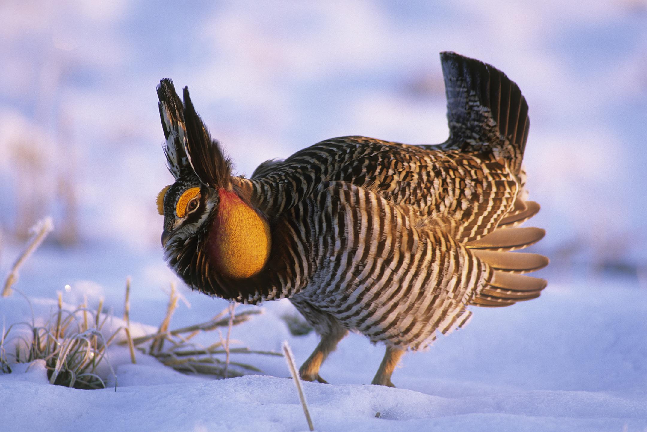 Male greater prairie chickens gather on ìleksî or ìbooming groundsî during spring to perform their courtship displays. The dancing ground is usually a high spot in a field or meadow where the grass is short. The amorous males erect their ear-like "pinnae" and inflate their colorful neck sacks as they vocalize. The loud cooing sound can carry a half mile on a calm day.