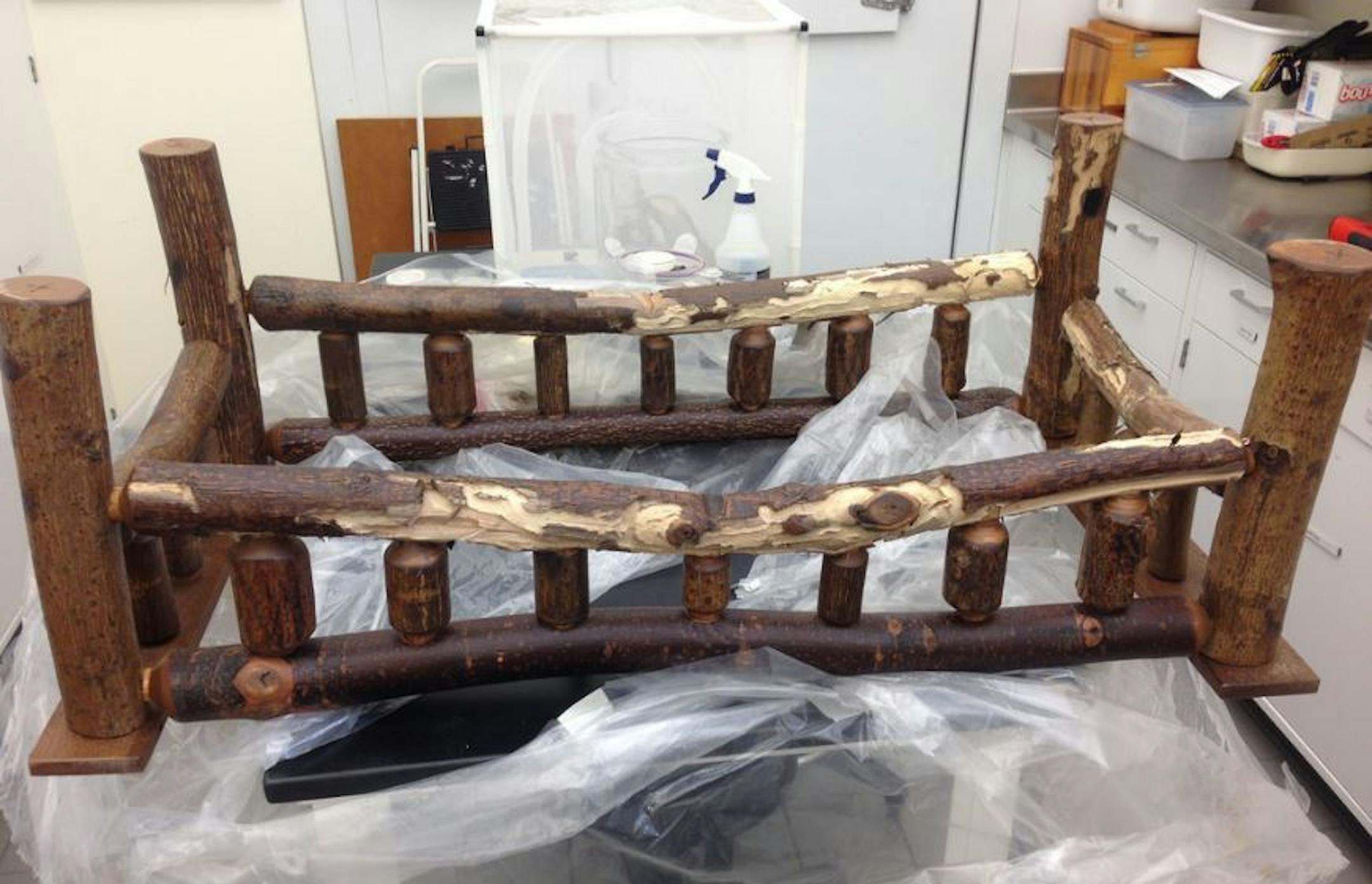 A rustic walnut log coffee table, described as hickory, was infested and destroyed by the velvet longhorned beetle, one of the invasive insects found last year by the Minnesota Department of Agriculture.