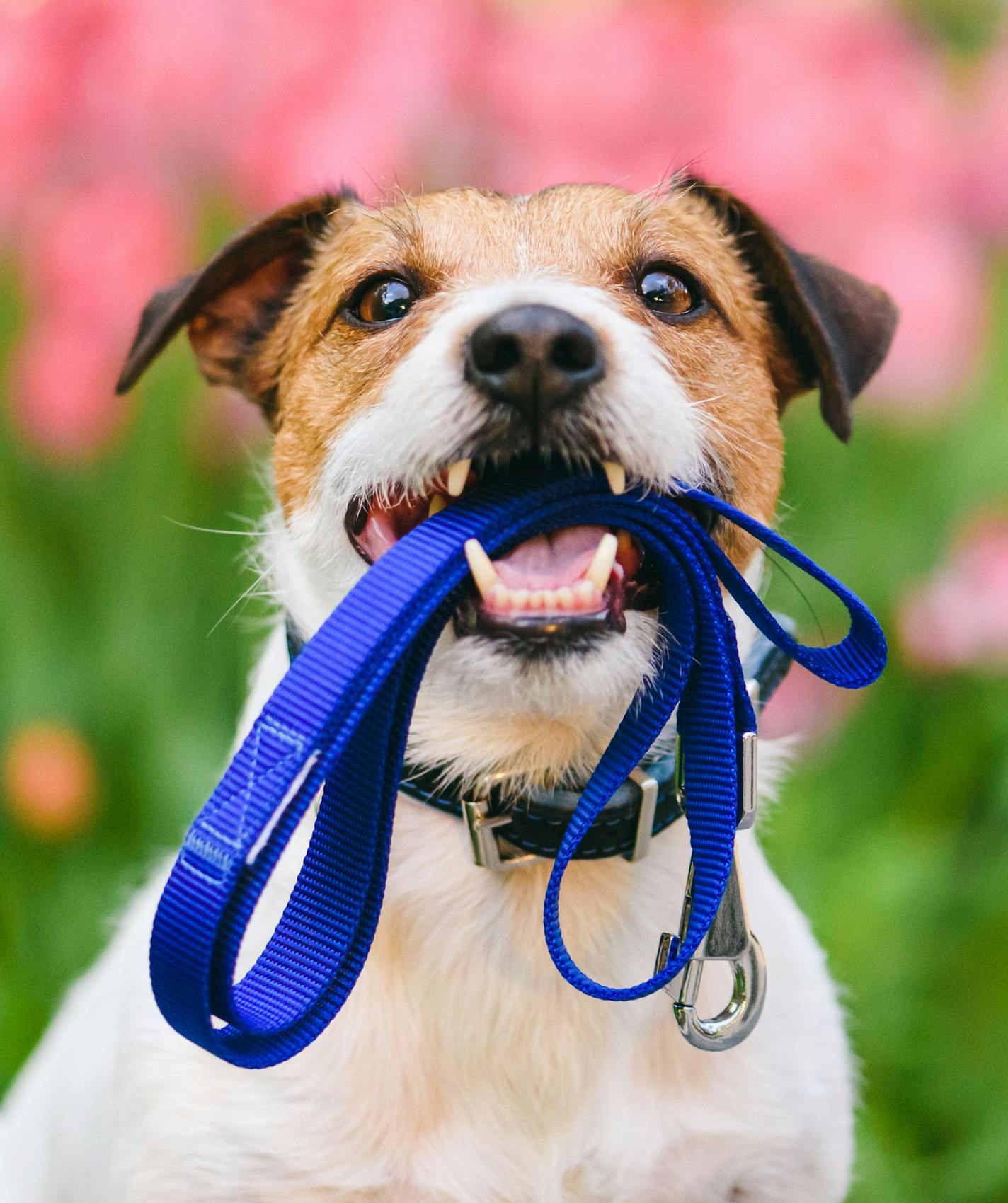 Jack Russell Terrier holding leash with colorful flower bed at background