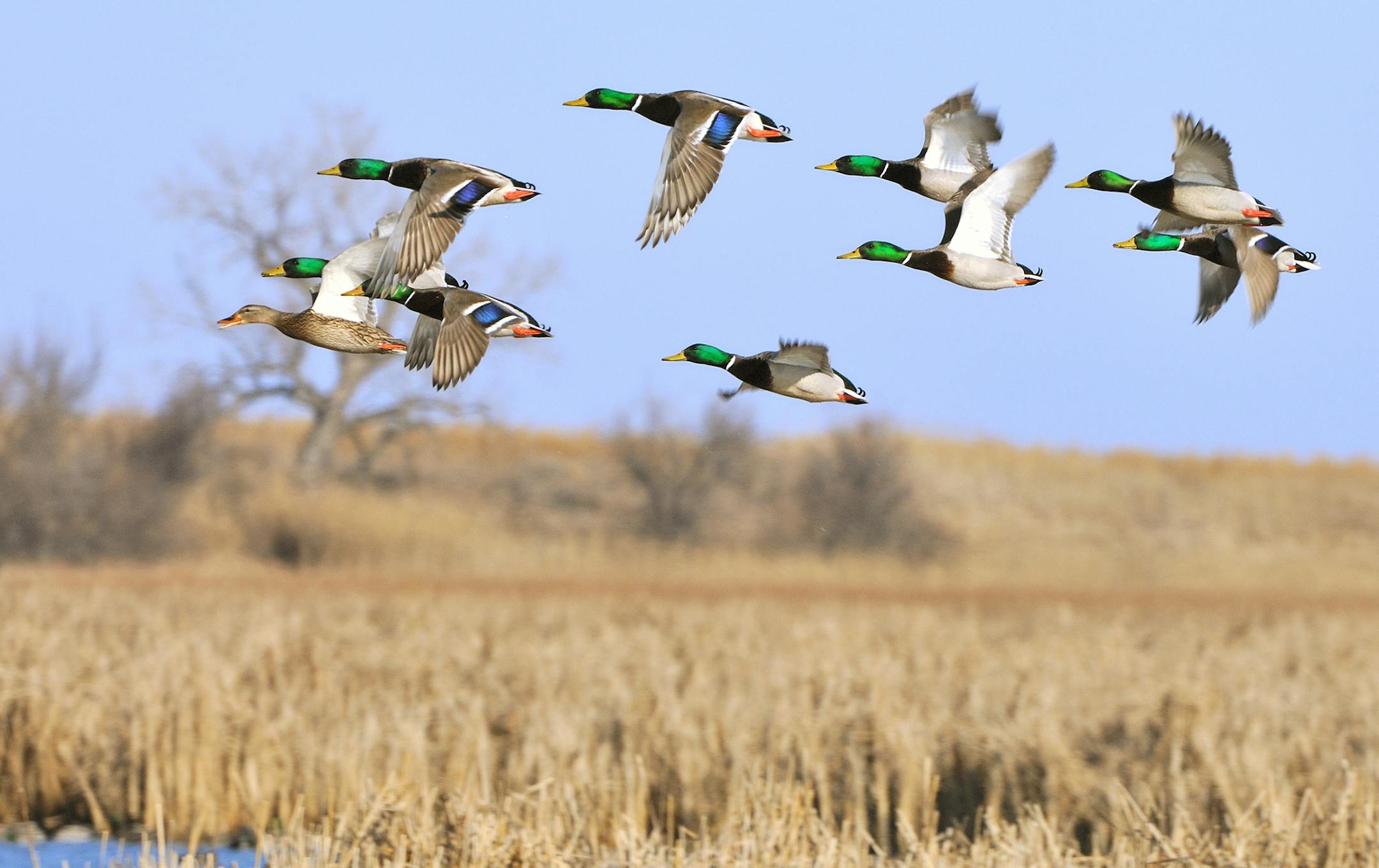 A courtship flight of mallards is flying low over a cattail marsh. The sun angle was perfect to light up the ducks' beautiful iredescent colors.