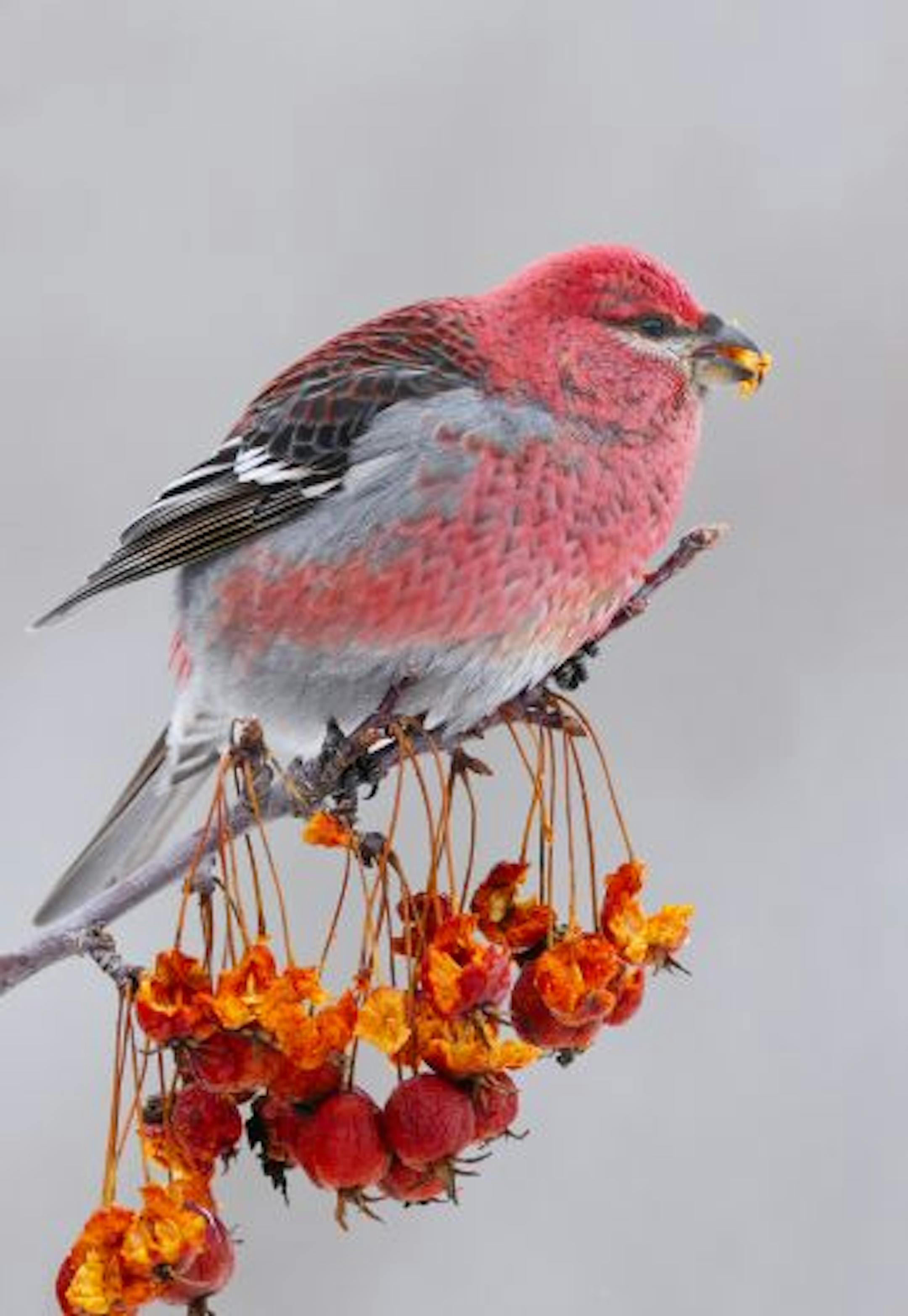 So far this winter pine grosbeaks have not been seen in large numbers in Minnesota although some, like this colorful male feeding on crab apples, have been reported.