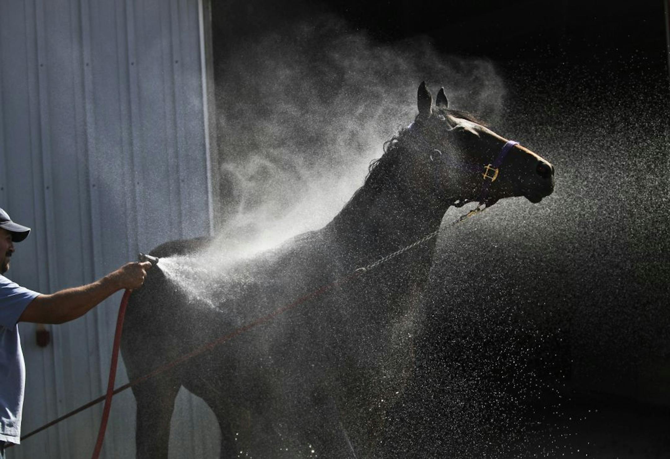 Canterbury Park groom Eloy Martinez washed a horse earlier this month. The extreme heat caused Canterbury Park to cancel its annual racing and festivals on the Fourth of July holiday.