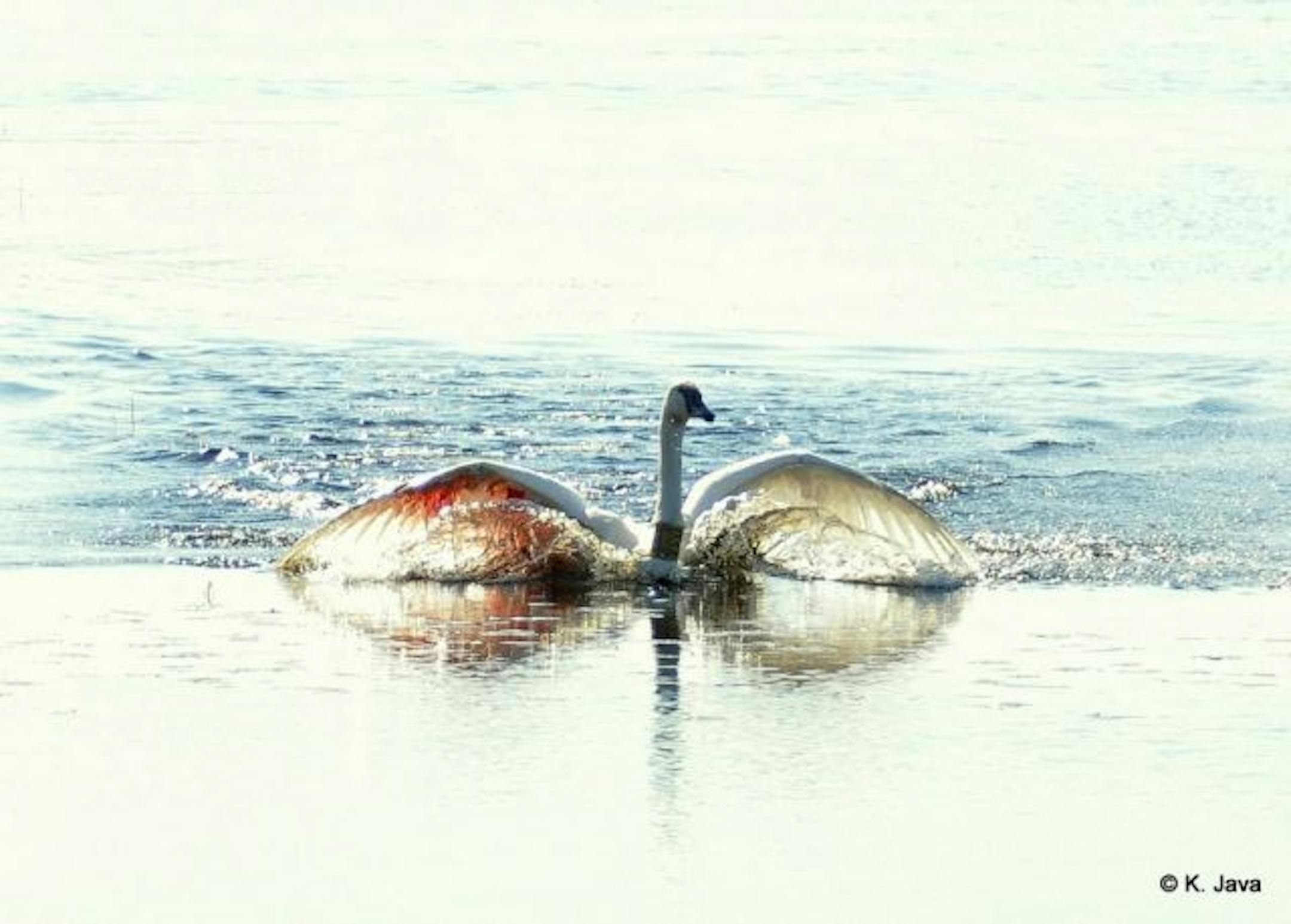 An injured trumpeter swan reacts in panic to a rescue attempt.