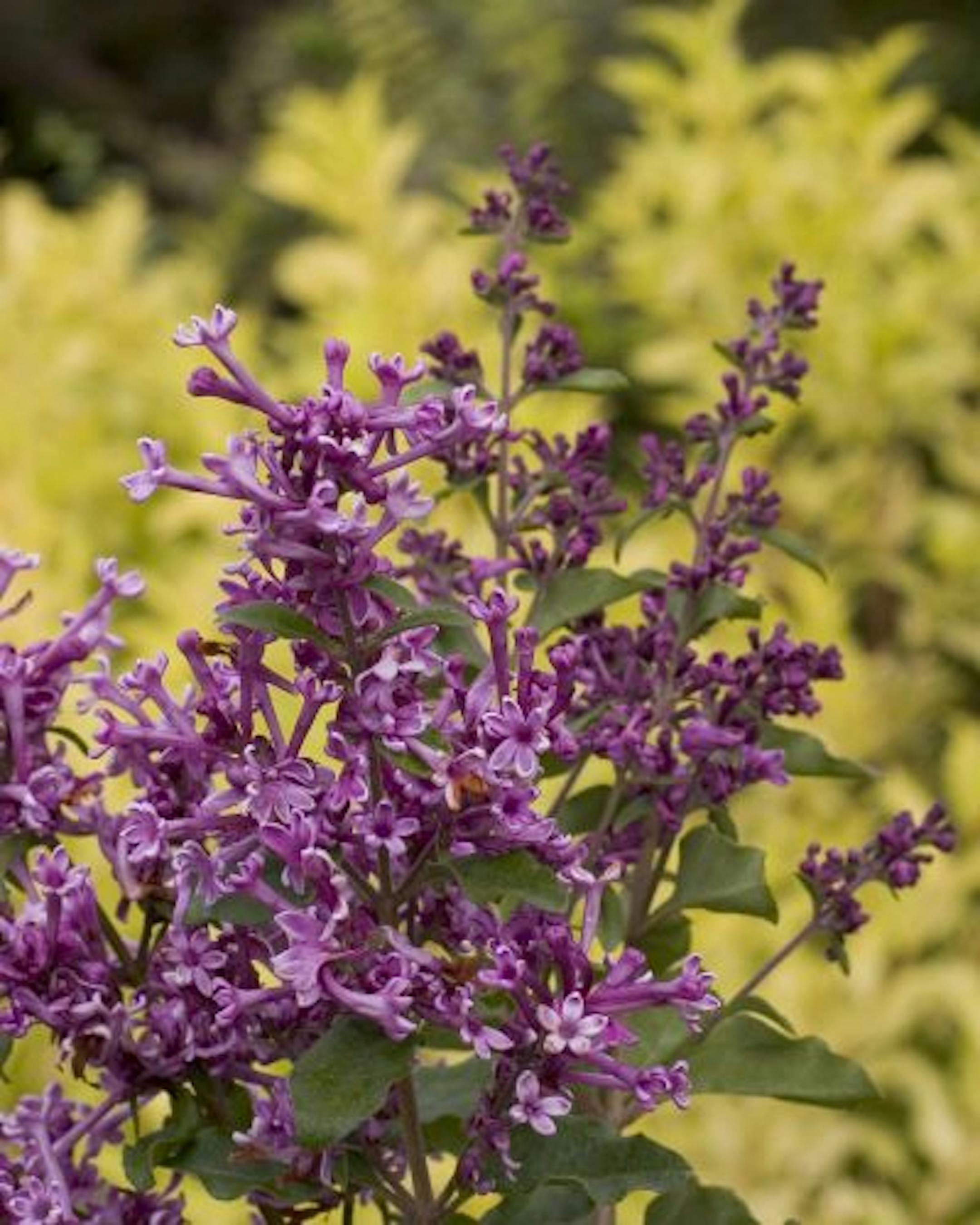 Reblooming lilac (Syringa Bloomerang) in purple