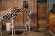 The new baby female giraffe was tucked under her mother, Zinnia, as she made her first public appearance at St. Paul’s Como Zoo and Conservatory on 