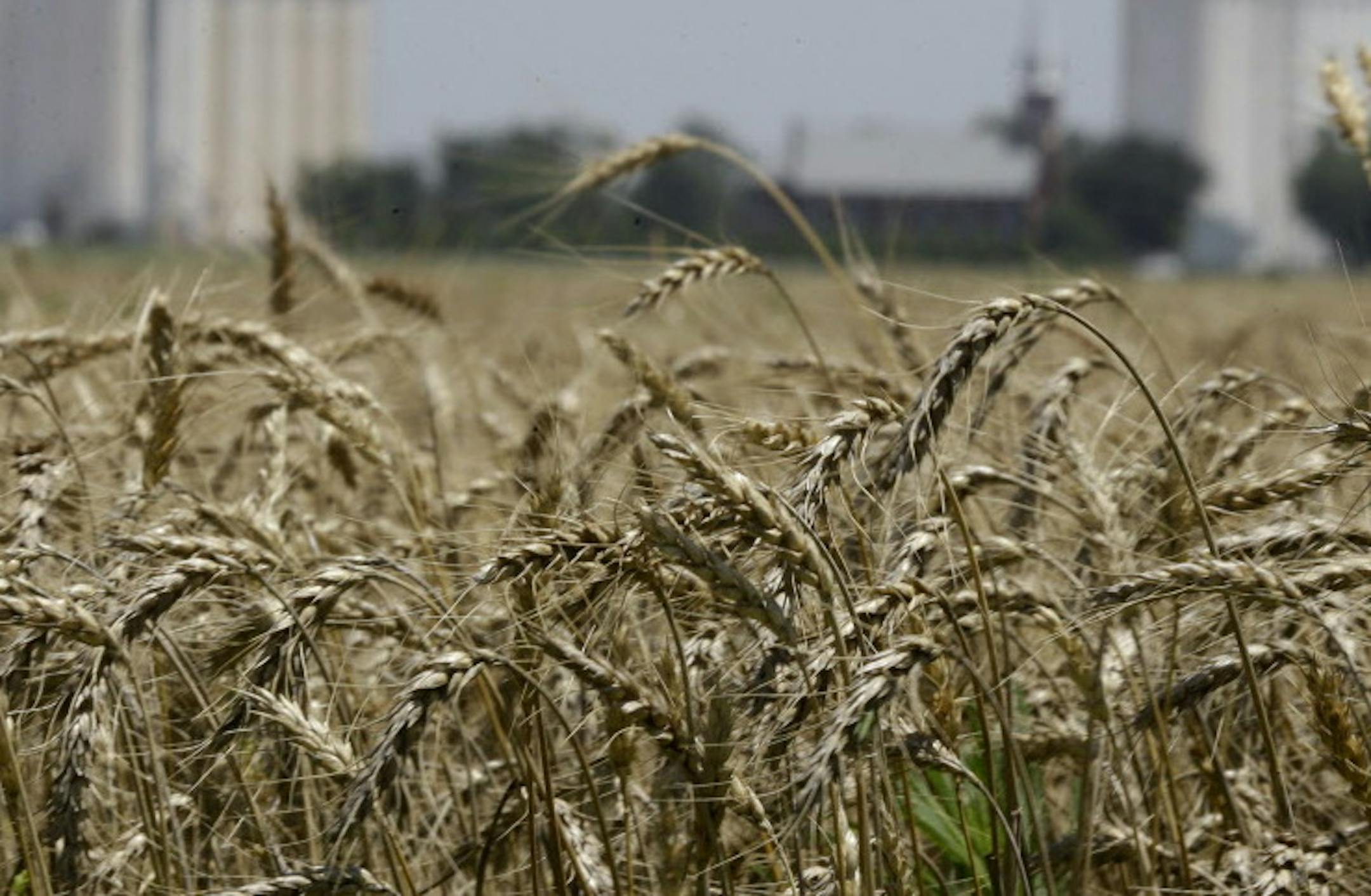FILE -- In this June 21, 2015 file photo, wheat stands ready for harvest in a field near Anthony, Kan. Grain elevators are bracing for a big winter wheat crop in Kansas. But elevators are brimming with last year's crops due to lackluster exports and low prices. Industry group Kansas Grain and Feed Association says elevators have added storage and have been moving a grain out of the state on long trains to make more room. (AP Photo/Orlin Wagner, File)