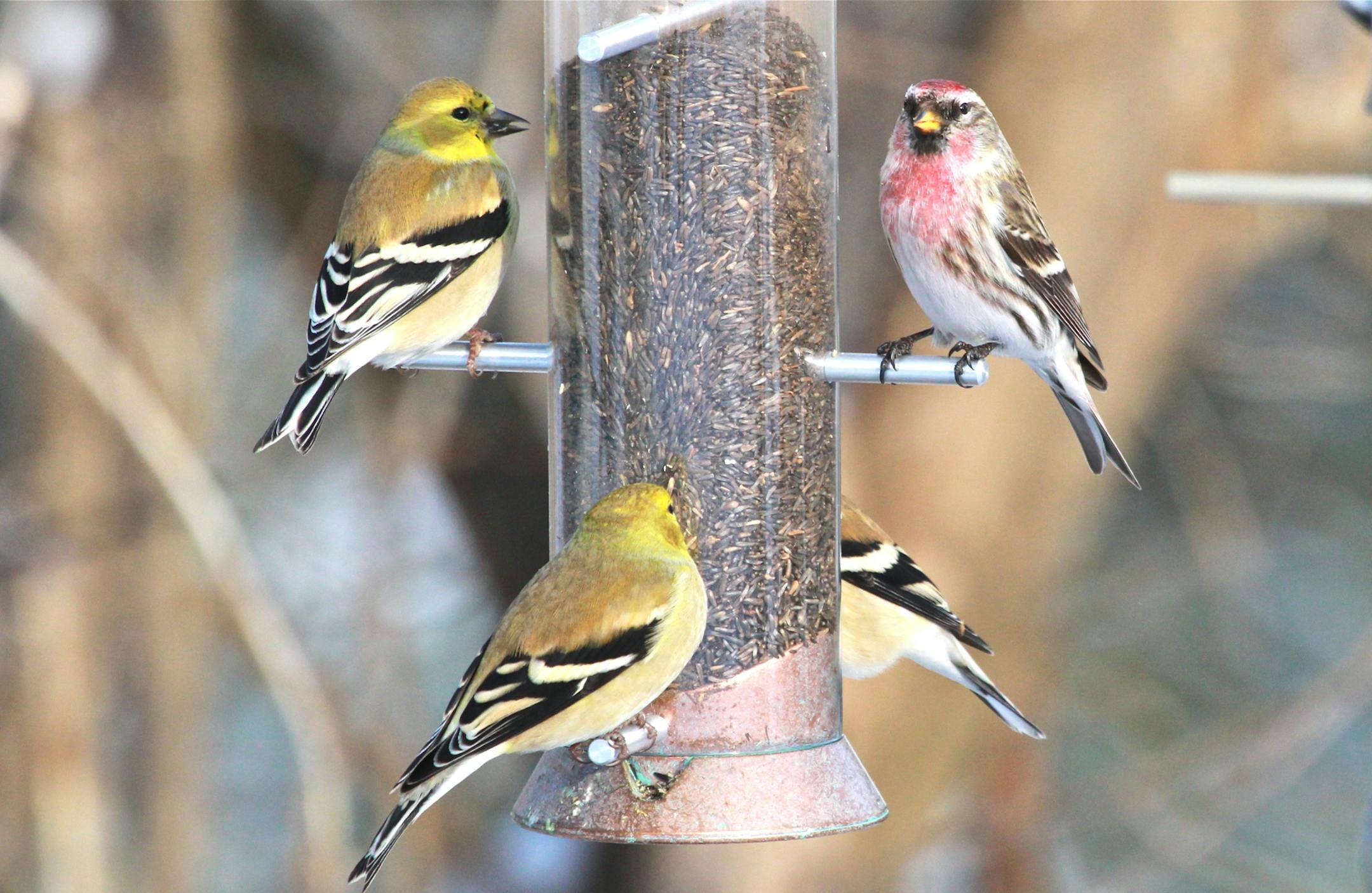 Photos by Don Severson 1. A trio of goldfinches and a single common redpoll enjoy nyger seed on a winter‚Äôs day.