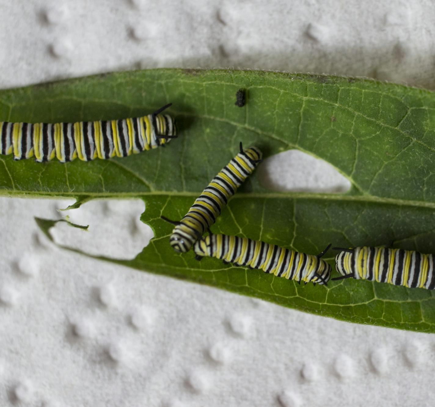 Four day old caterpillars. Photographed on Monday, August 17, 2015 in Minneapolis, Minn. Fiona Lennox has more than 300 butterflies (eggs, caterpillars, chrysalis and butterflies) in her home. ] RENEE JONES SCHNEIDER &#x2022; reneejones@startribune.com