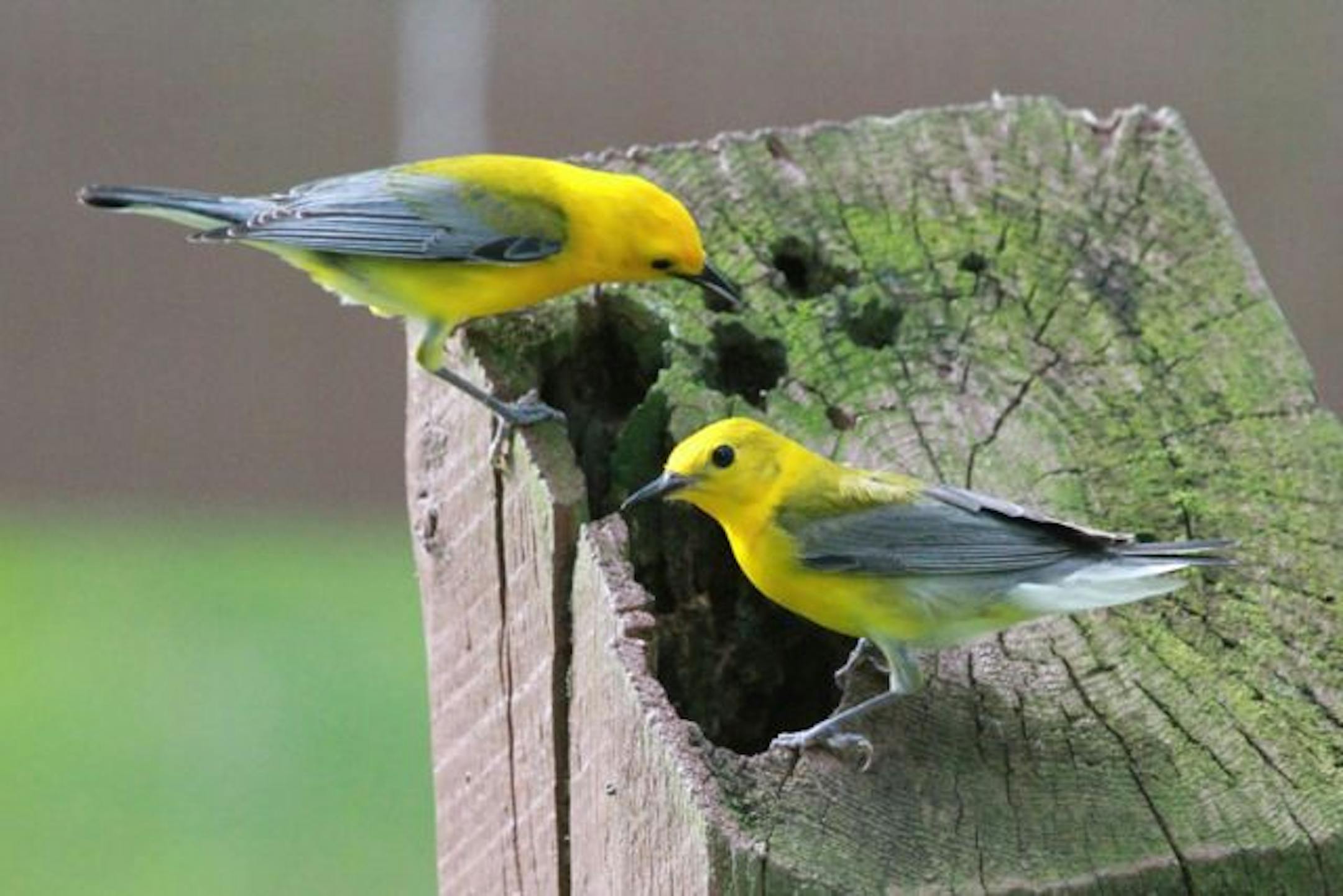 credit: Don Severson
prothonotary warblers