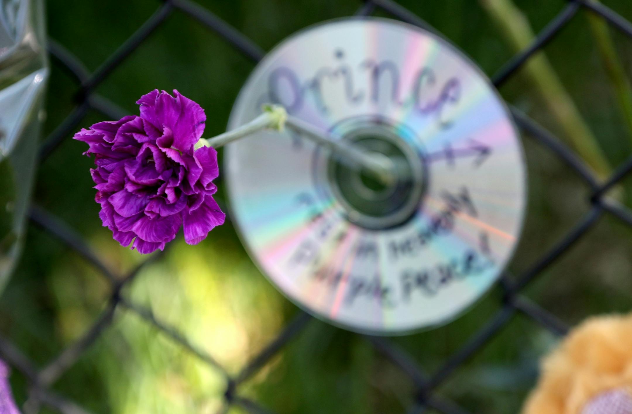 A purple carnation and a music CD on a memorial fence outside Paisley Park Studios Friday, April 22, 2016, in Chanhassen, MN. Prince died there Thursday at the age of 57. Geary said "Prince was one of the most amazing musicians I've ever heard."