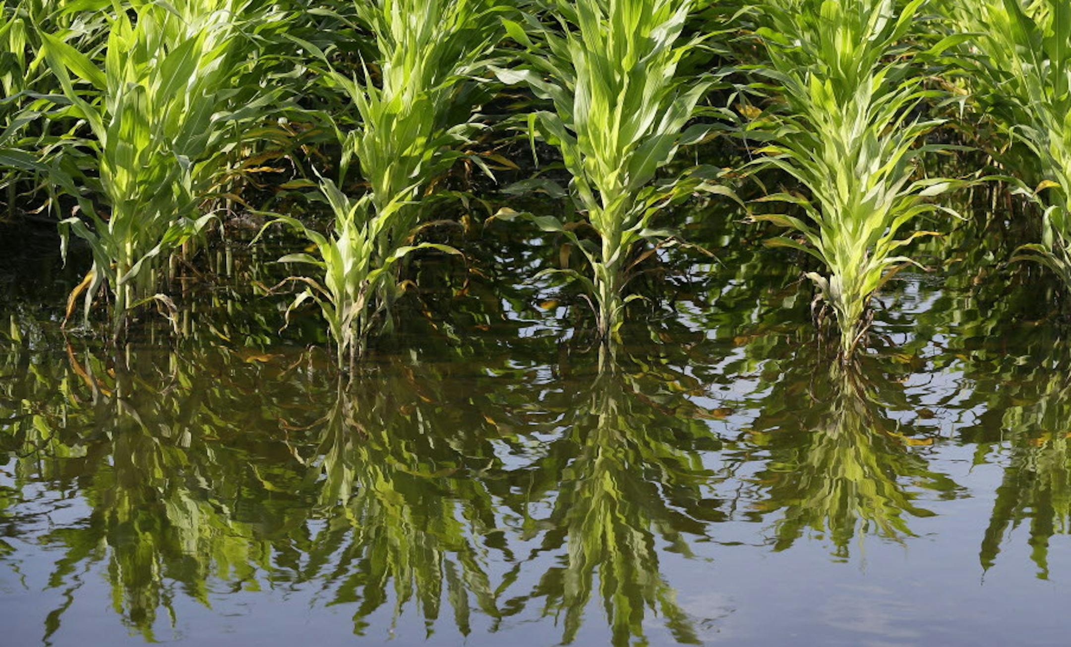Corn plants sit in a flooded field farm field, Monday, June 30, 2014, near Dallas Center, Iowa. The U.S. Department of Agriculture, in a report released Monday, Junr 30, 2014, says farmers are planting the smallest corn crop since 2010 but as expected have planted the largest soybean crop on record. (AP Photo/Charlie Neibergall)