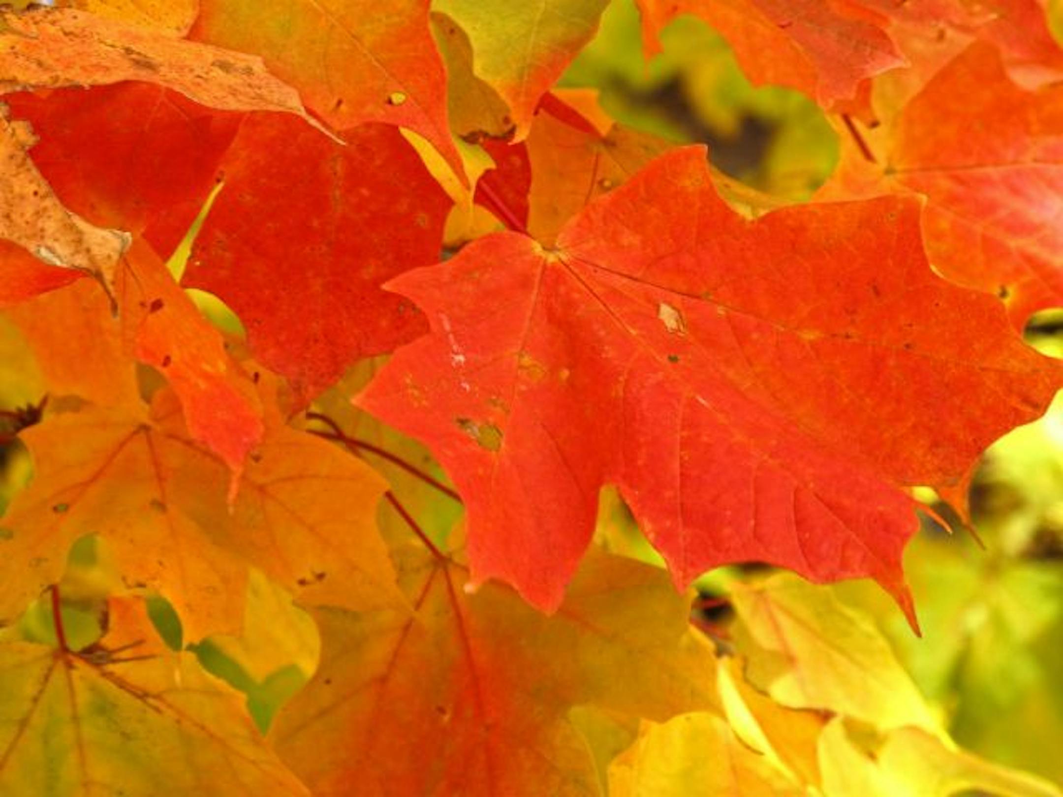 A Maple tree reaches its colorful peak on a tree near Arkansas, Wisconsin.