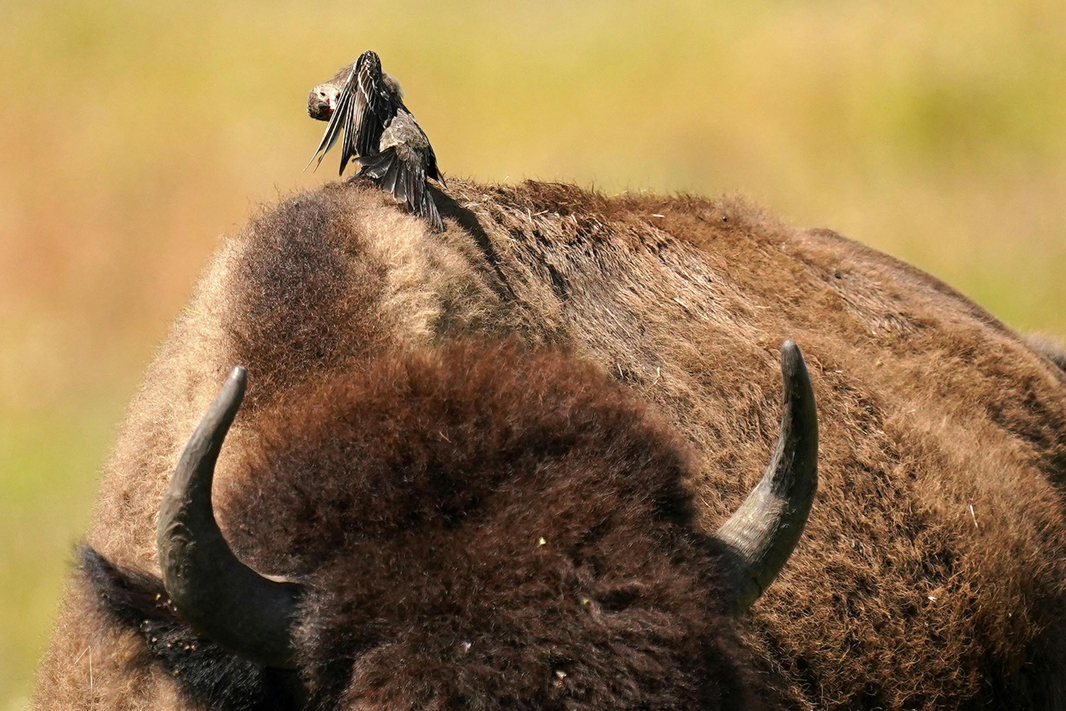 A bird sat atop a bison as it laid among the prairie grasses Thursday at Minneopa State Park in Mankato.