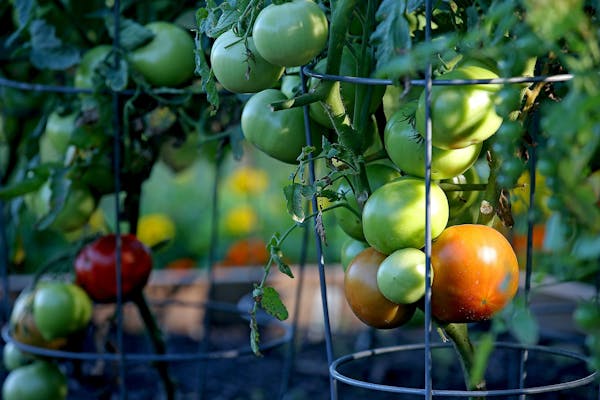 Tomatoes grow in raised beds.
