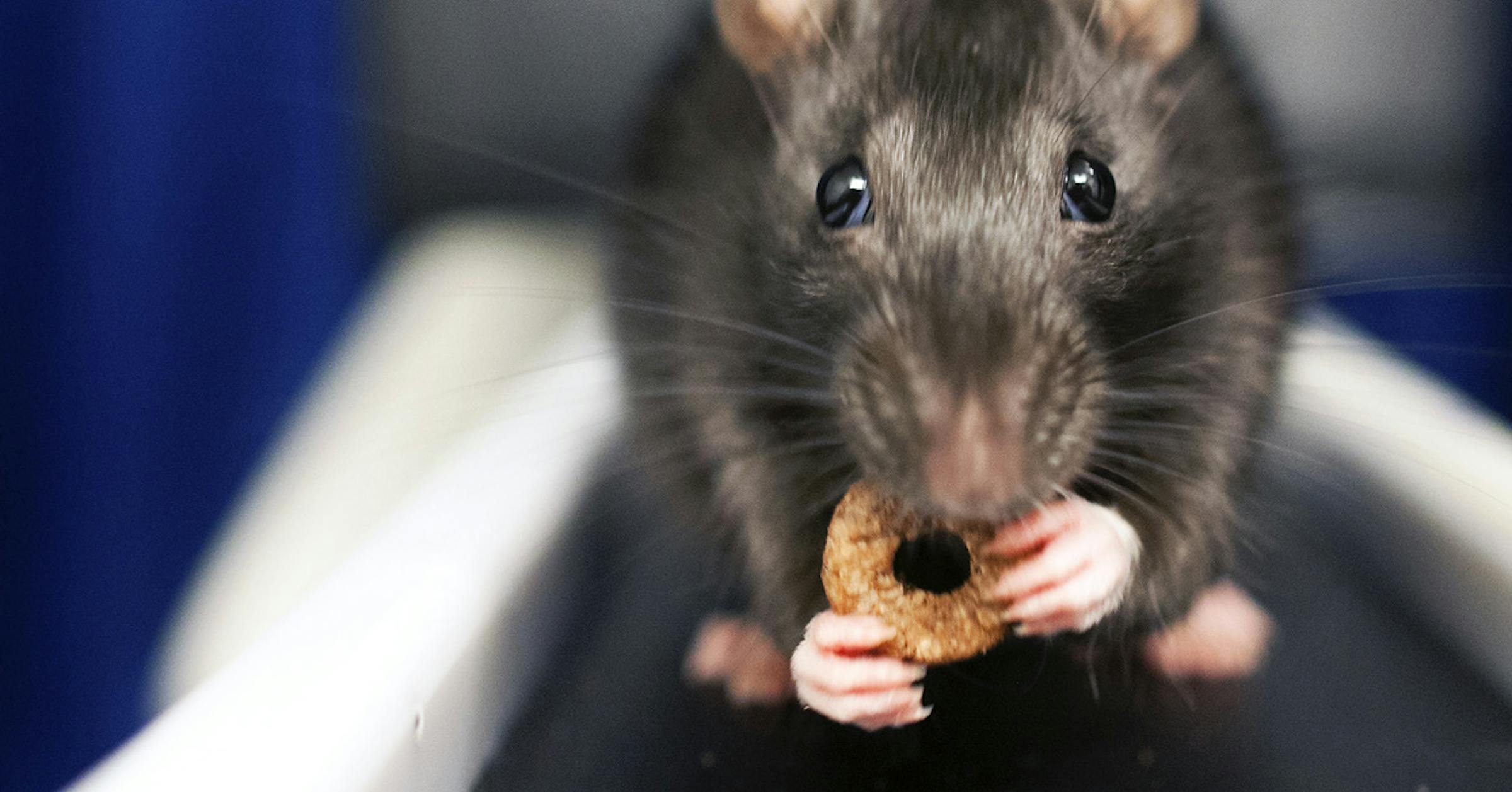 Aw, rats! U of M study reveals that rats feel regret, too