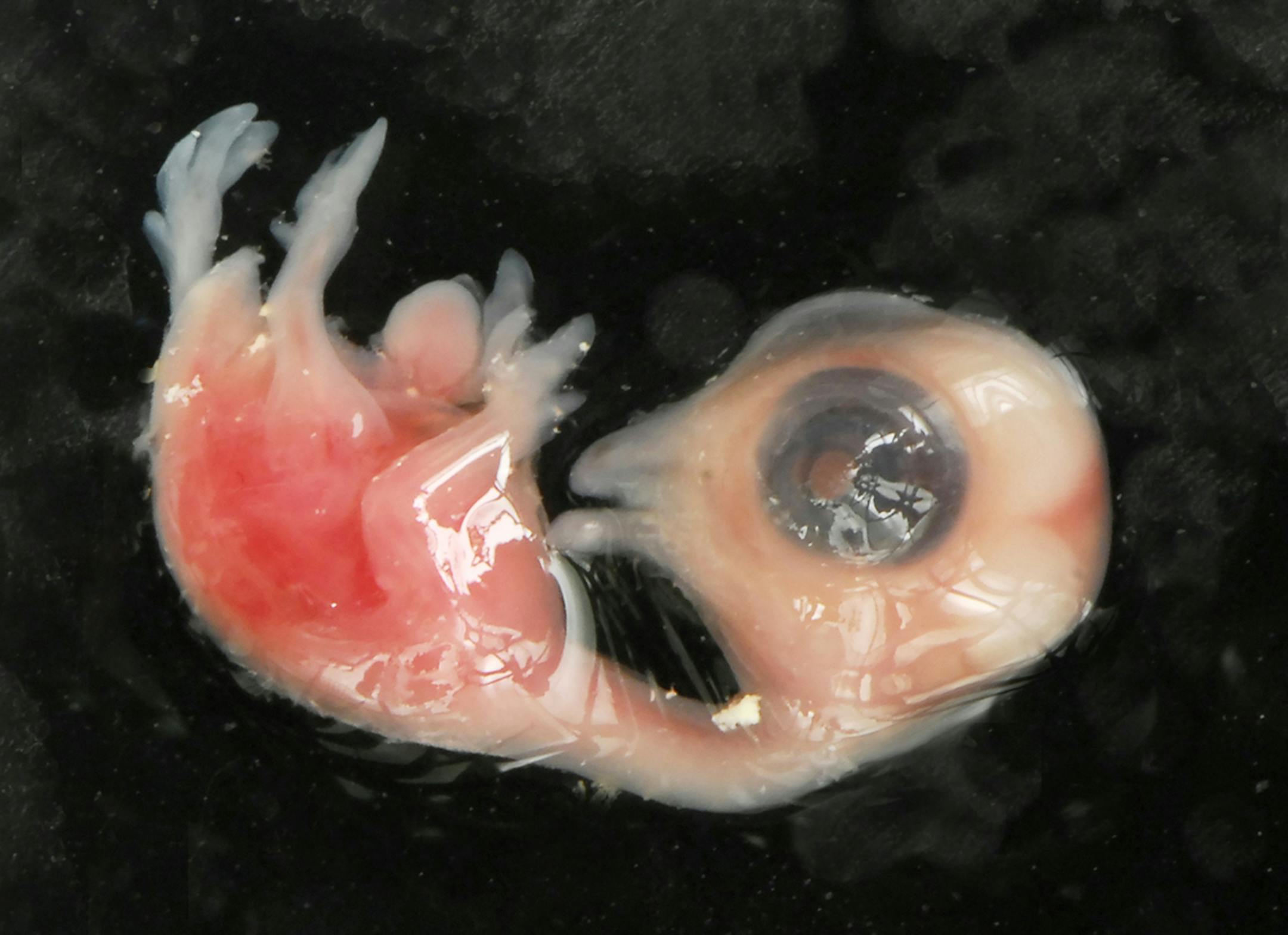 Development of a bird in its egg is fast. Here is the embryo of a Canada goose after eight days of incubation. The nest was abandoned, one egg salvaged to see how far development had gone. credit: Jim Williams, special to the Star Tribune
