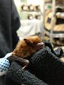 Smile! This big brown bat, being nursed back to health at the Wildlife Rehabilitation Center of Minnesota, wishes you and yours a very happy Bat Week 