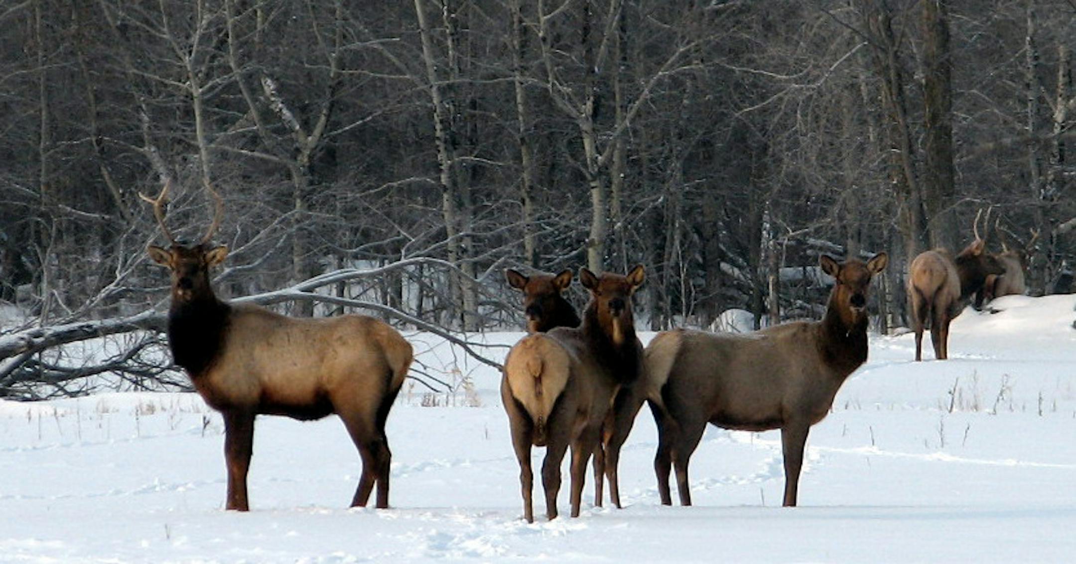 State conservation officials on Thursday will begin detailing their strategy for expanding the range and size of Minnesotaís elk population, estimated to be about 130 in three herds in the northwestern corner of the state. Provided by Mn. DNR