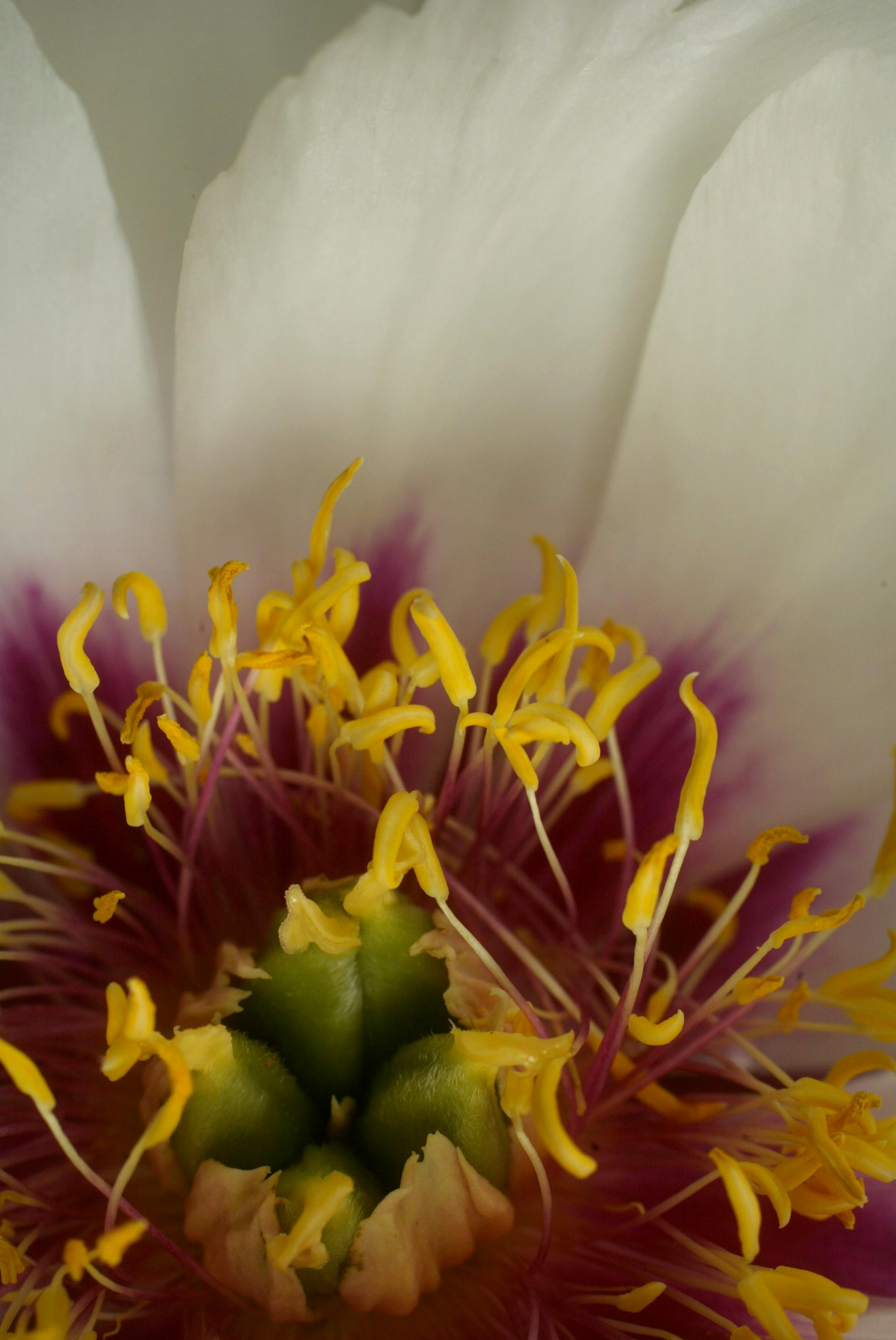 This peony is called Cora Louise.