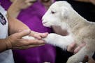 A baby white lamb named Katie, born just three days prior, gets felt by a fan in the CHS Miracle of Birth Center in 2018 at the Minnesota State Fair.