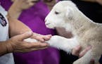 A baby white lamb named Katie, born just three days prior, gets felt by a fan in the CHS Miracle of Birth Center in 2018 at the Minnesota State Fair.