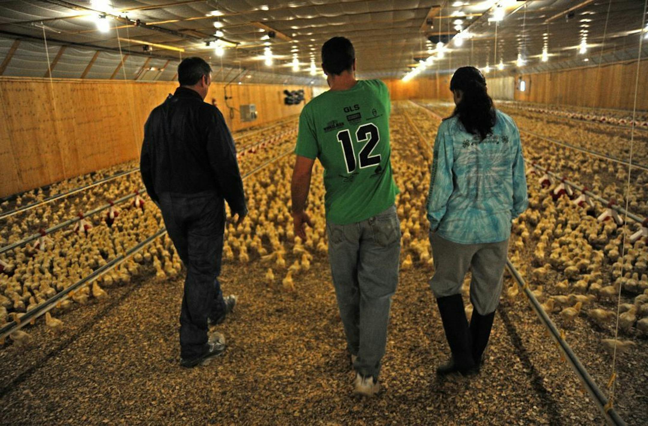 As chicken wing season hits a peak with March Madness, we delve into the brutal economics of the chicken wing through two Minnesota-based companies, Buffalo Wild Wings and Gold N Plump. The former has a conundrum: short term wing price spikes are made worse by a long-term issue of bigger and bigger birds. Wild Wings buys its wings in pounds, but sells them in pieces. As birds get bigger, they get less pieces per pound . David Schumann and Tracy Schumann- Scapanski of Rice Minn., have just starte