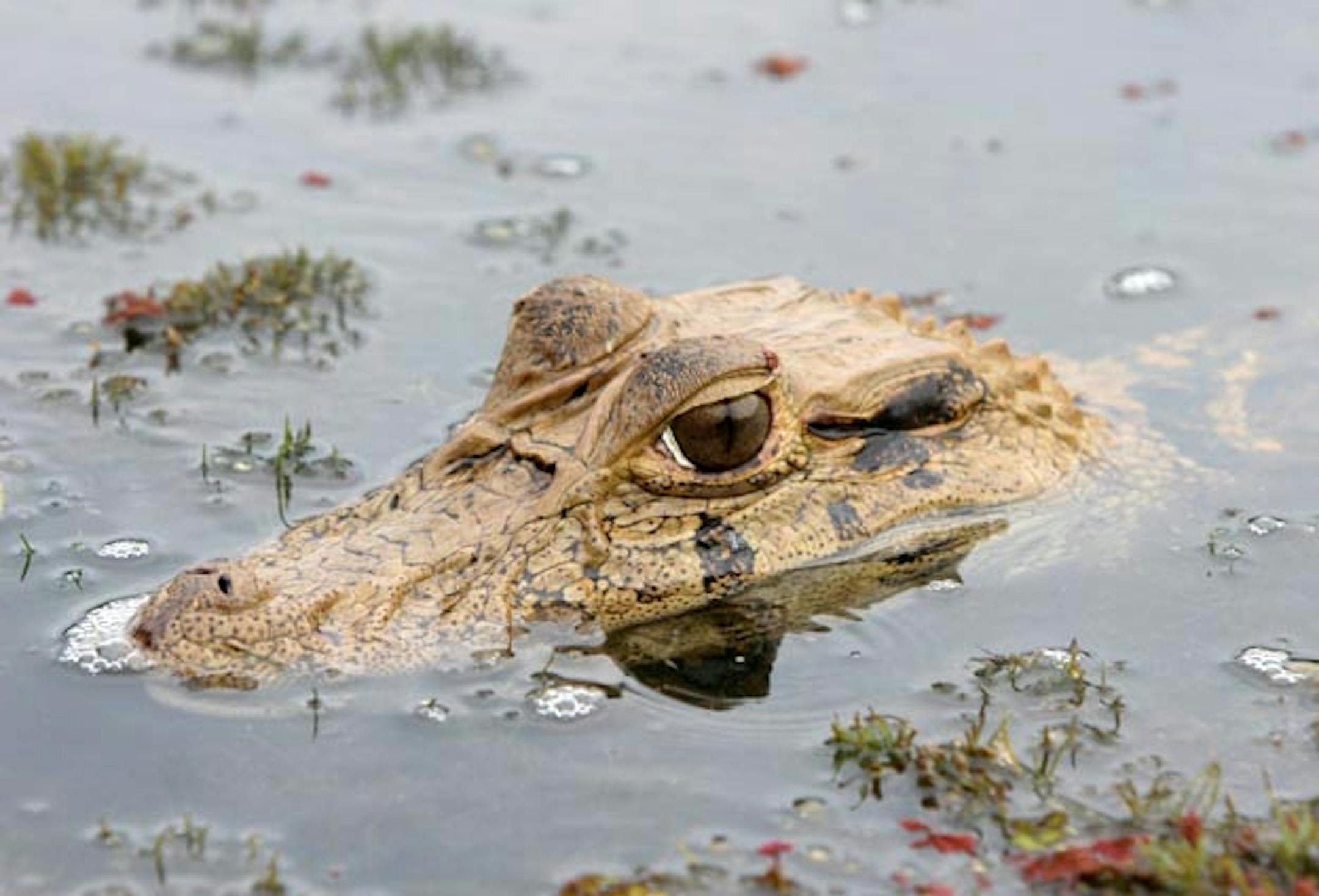 Caiman, Peru.
