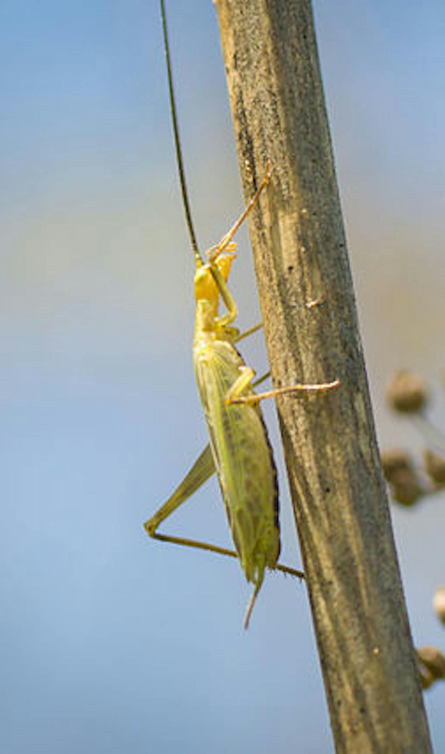 Tree cricket