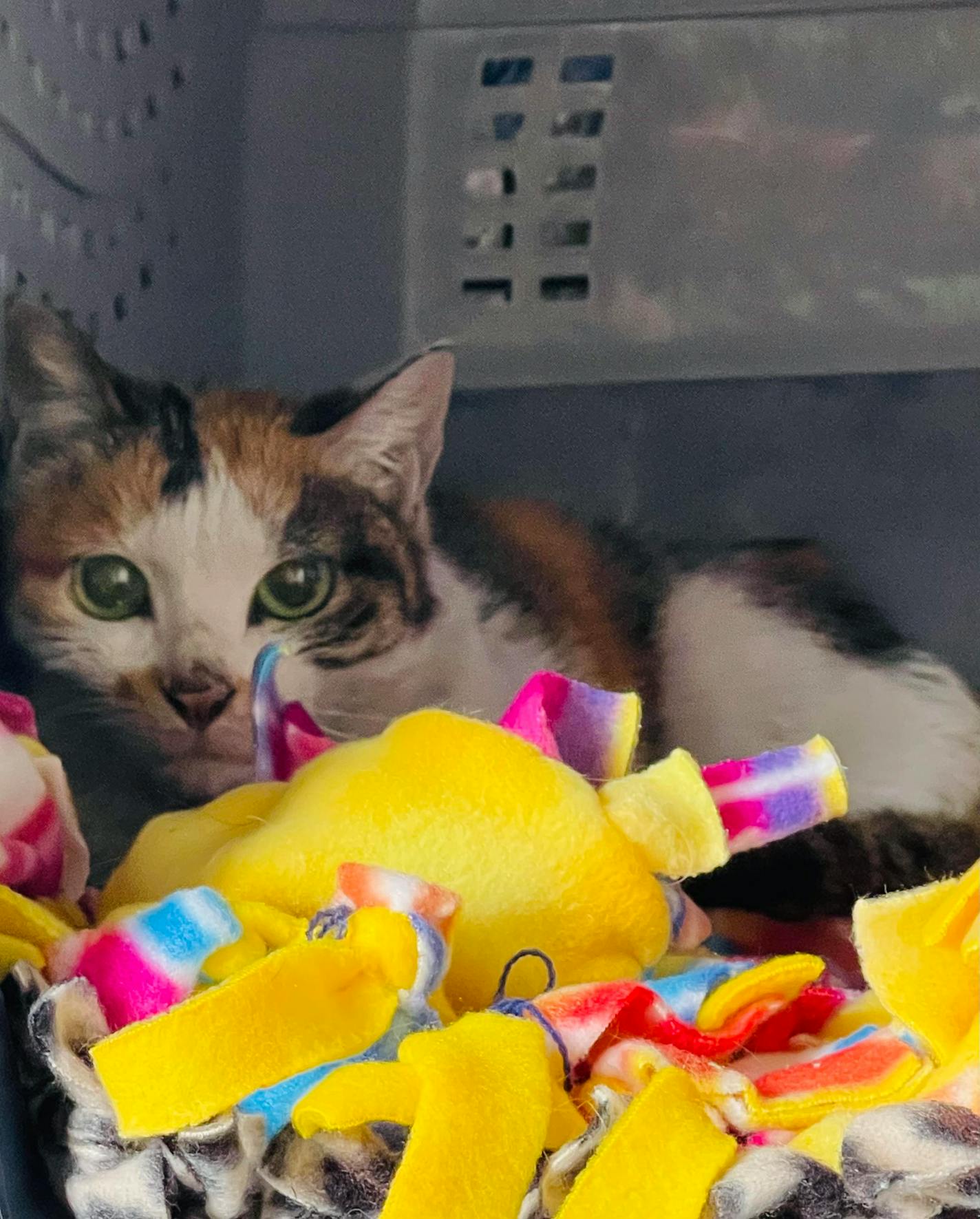 A calico cat crouches in the corner of a cat carrier.