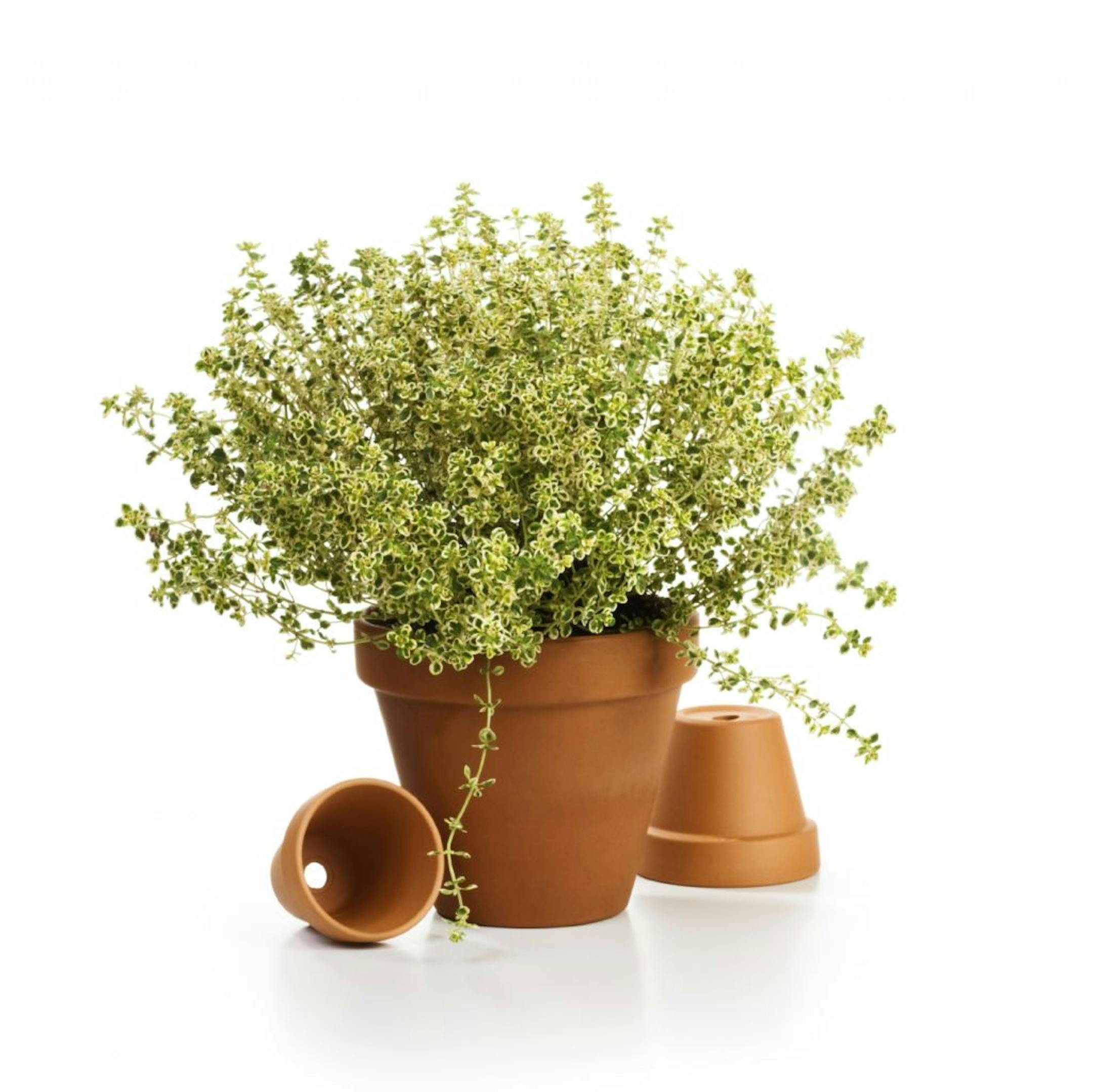 Flower pot with fresh thyme, thymus citriodorus, on white background