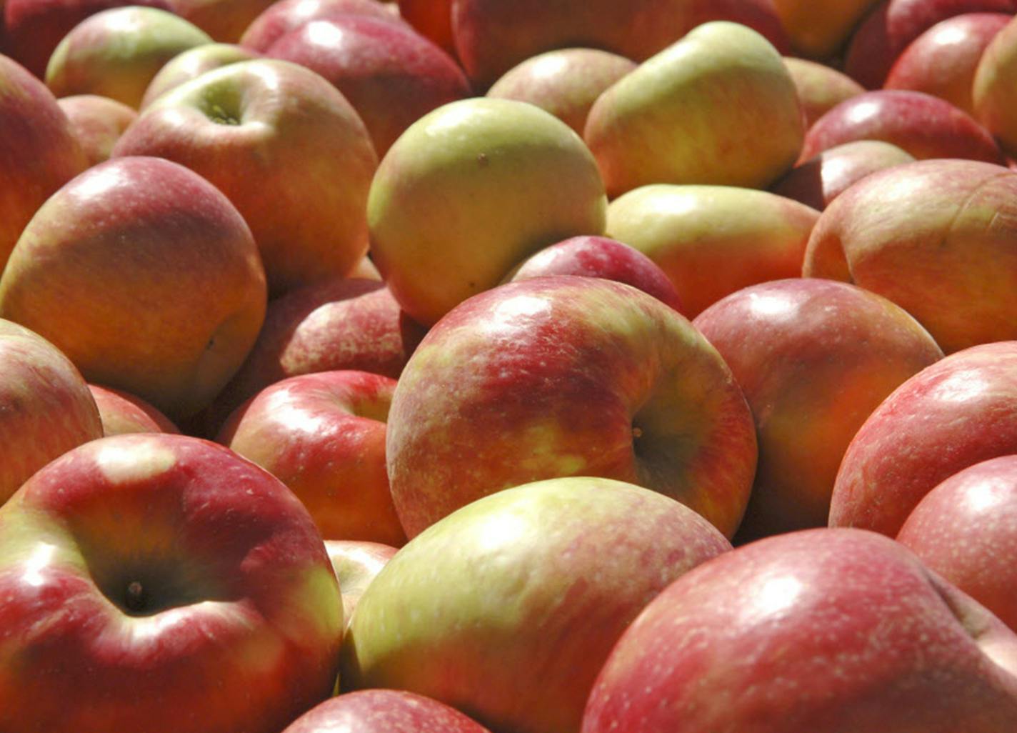 Crates of honeycrisp apples are seen at Dennis Courtier's Pepin Heights orchard in Lake City, Minn., in 2005. (Glen Stubbe/Minneapolis Star Tribune/TNS) ORG XMIT: 1174201