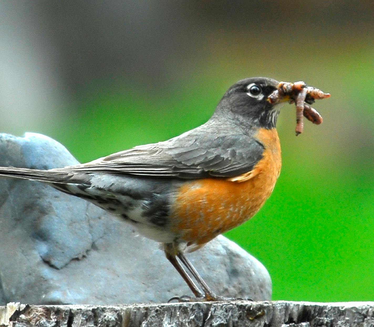 A robin perched on a stone surface has a fat worm wrapped around its beak.