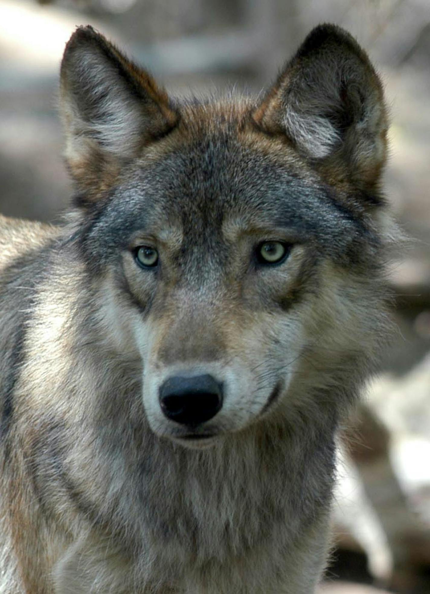 FILE- This July 16, 2004 file photo shows a gray wolf at the Wildlife Science Center in Forest Lake, Minn. More than 4,000 gray wolves in the upper Great Lakes region are going back on the federal endangered species list _ at least temporarily. A coalition of activist groups said Monday, June 29, 2009 it reached an agreement with the U.S. Fish and Wildlife Service to restore federal protections for wolves in Michigan, Minnesota and Wisconsin. (AP Photo/Dawn Villella, File)