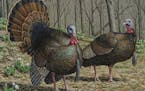 2020 Turkey Stamp Competition. First Place: Mark Thone Shakopee artist Mark Thone won the 2020 turkey stamp contest. Judges selected the painting from