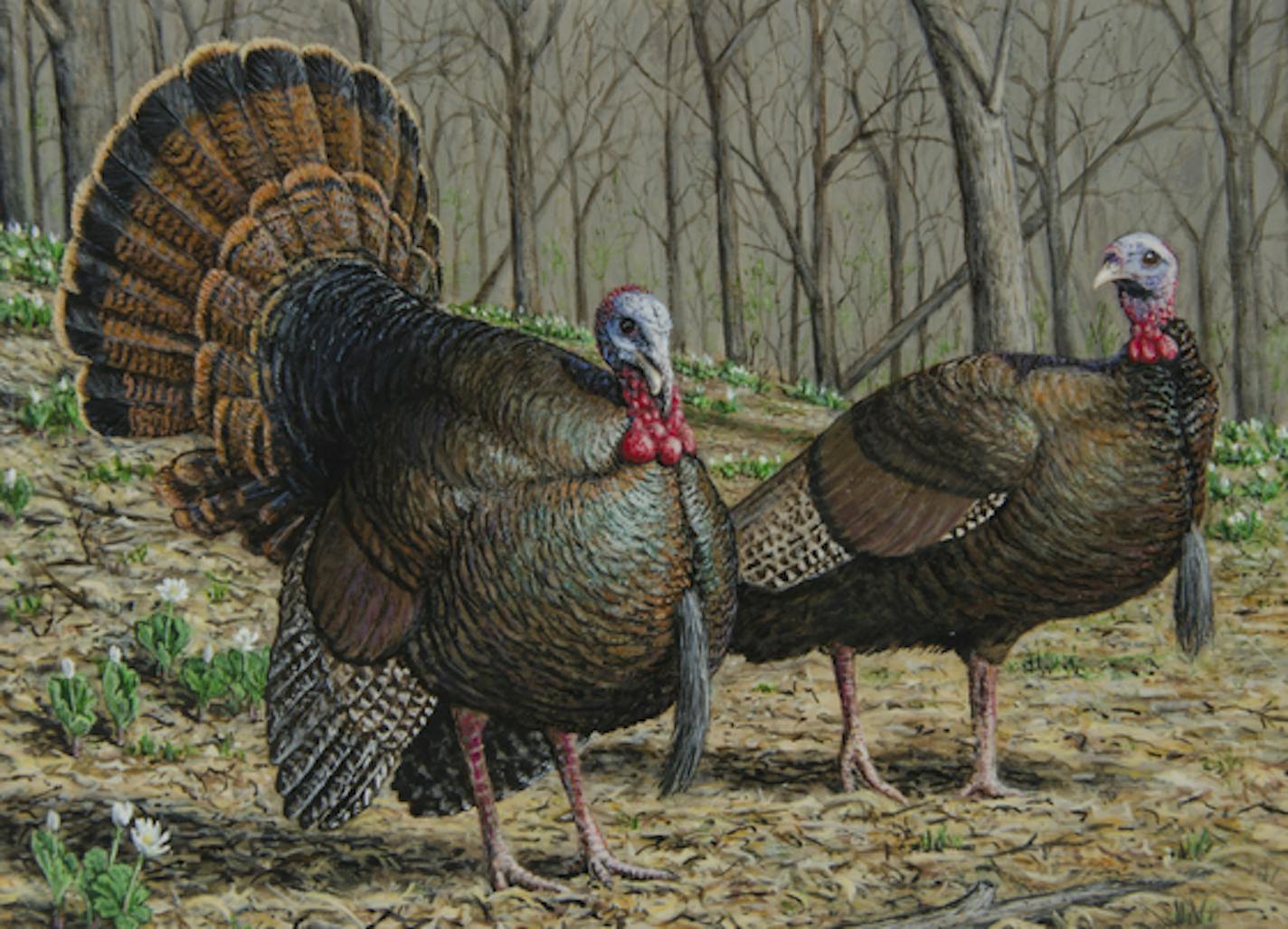 2020 Turkey Stamp Competition. First Place: Mark Thone Shakopee artist Mark Thone won the 2020 turkey stamp contest. Judges selected the painting from among 12 submissions for the annual contest that the Minnesota Department of Natural Resources sponsors. The DNR will feature Thone&#xd5;s painting on the 2020 turkey stamp. He also has won the Minnesota contest for the 2018 migratory waterfowl stamp. Judges selected three entries to advance as finalists at the contest on Dec. 20 at DNR headquarte