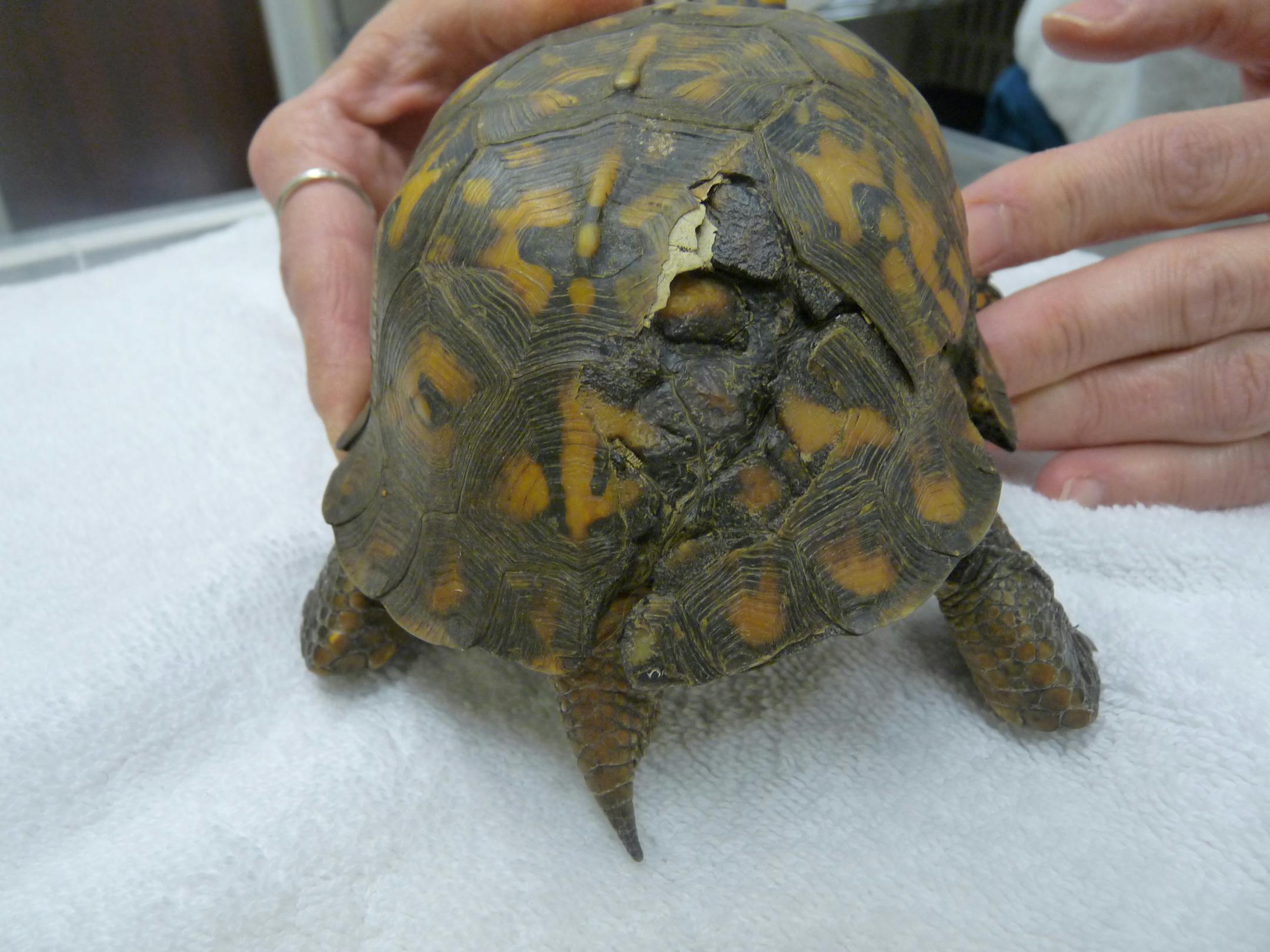 Tucker the turtle