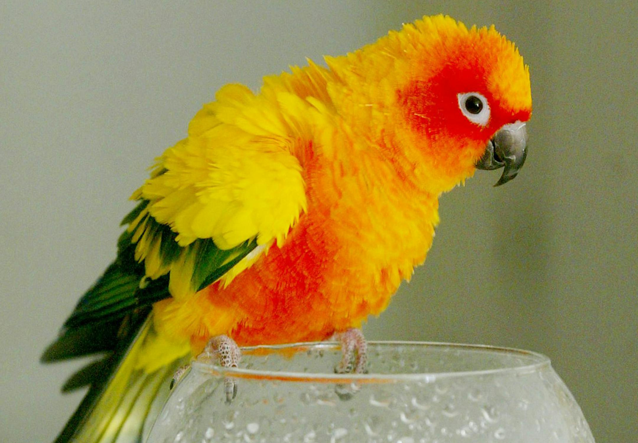 KRT LIFESTYLE STORY SLUGGED: PETSATHOME KRT PHOTOGRAPH BY G. MARC BENAVIDEZ/COLUMBUS LEDGER-ENQUIRER (February 25) "Sonny," a sun conure owned by the Eyler family of Columbus, Georgia, perches on a wine glass that serves as a bird bath on January 18, 2003. (cic) 2003