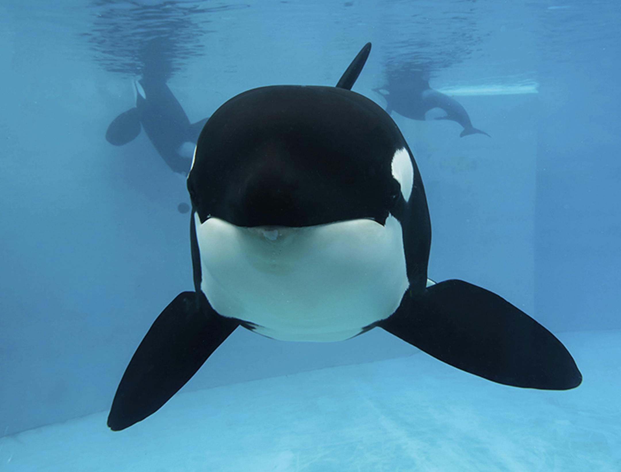 This undated photo provided by SeaWorld shows Kasatka, one of the entertainment company's last killer whales to come from the wild, in its compound at the marine park in San Diego. Kasatka was euthanized Tuesday evening, Aug. 15, 2017, "surrounded by members of her pod, as well as the veterinarians and caretakers who loved her," after battling lung disease for years, the company said in a statement. She was estimated to be 42 years old. (SeaWorld via AP)