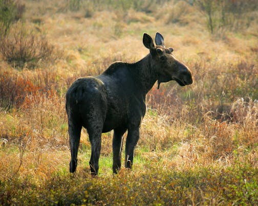 A bull moose grazes in a swamp off the Gunflint Trail in northeastern Minnesota.