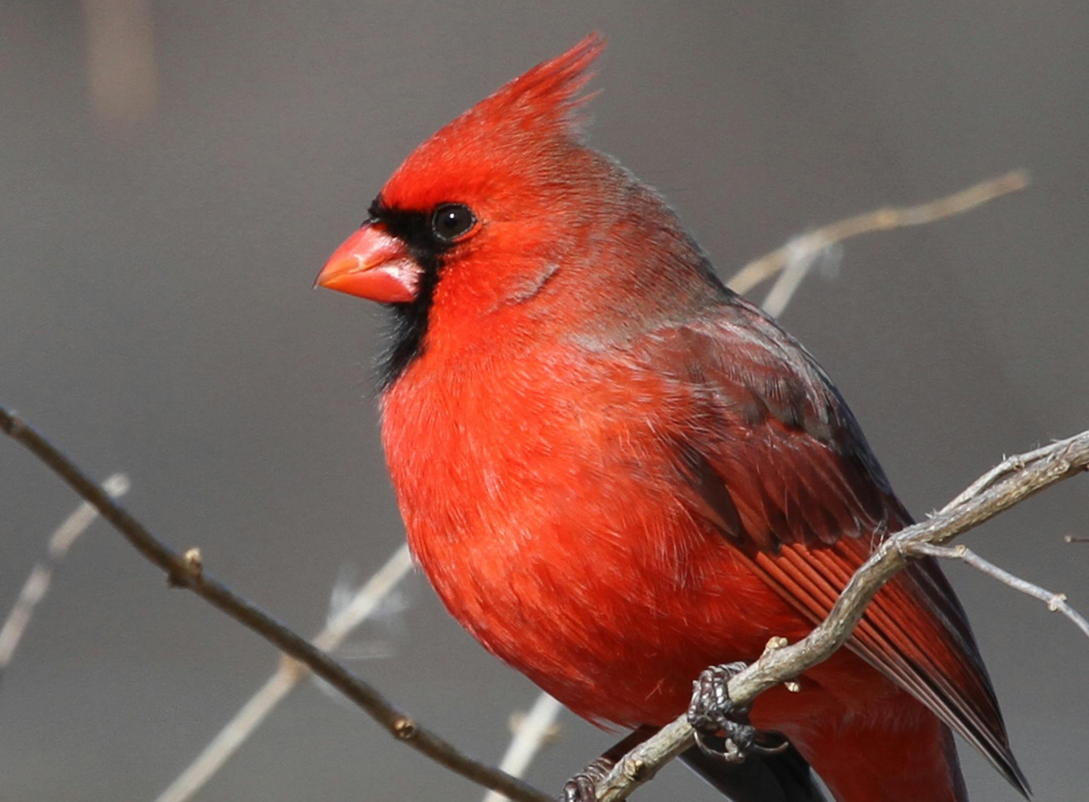 Don Severson A. After molting into a new feather coat, a male cardinal may not look quite as bright as he will come spring&#x201a;&#xc4;&#xee;note the grayed tips to the feathers on his shoulders.