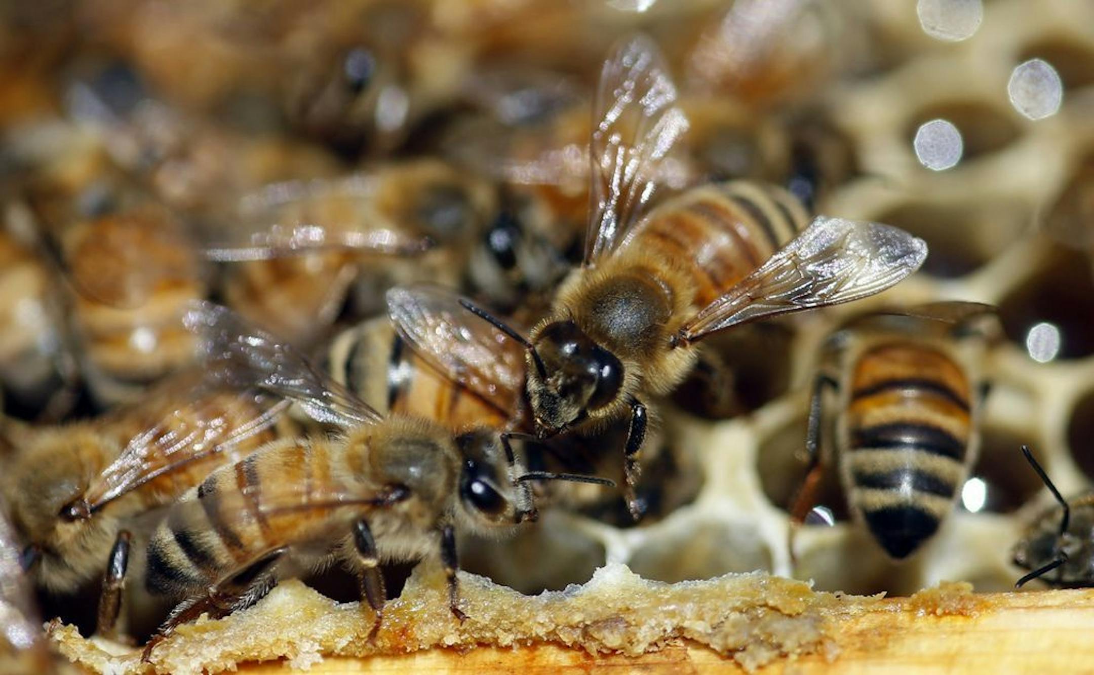 Honeybees are shown on a frame at beekeeper Denise Hunsaker's apiary, Monday, May 20, 2019, in Salt Lake City.