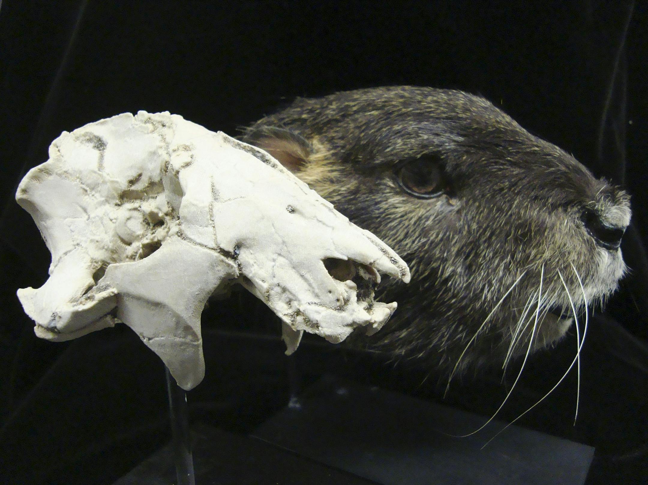 In an undated handout photo, the cast of the skull of Vintana sertichi with a lifelike reconstruction by Staab Studios. The skull fossil of the Vintana, which was similar to a groundhog and lived in the time of the dinosaurs, is only the third mammal fossil found in the Southern Hemisphere from that time. (Stony Brook University via The New York Times) NO SALES; FOR EDITORIAL USE ONLY WITH STORY SLUGGED MAMMALS EVOLUTION. ALL OTHER USE PROHIBITED. --