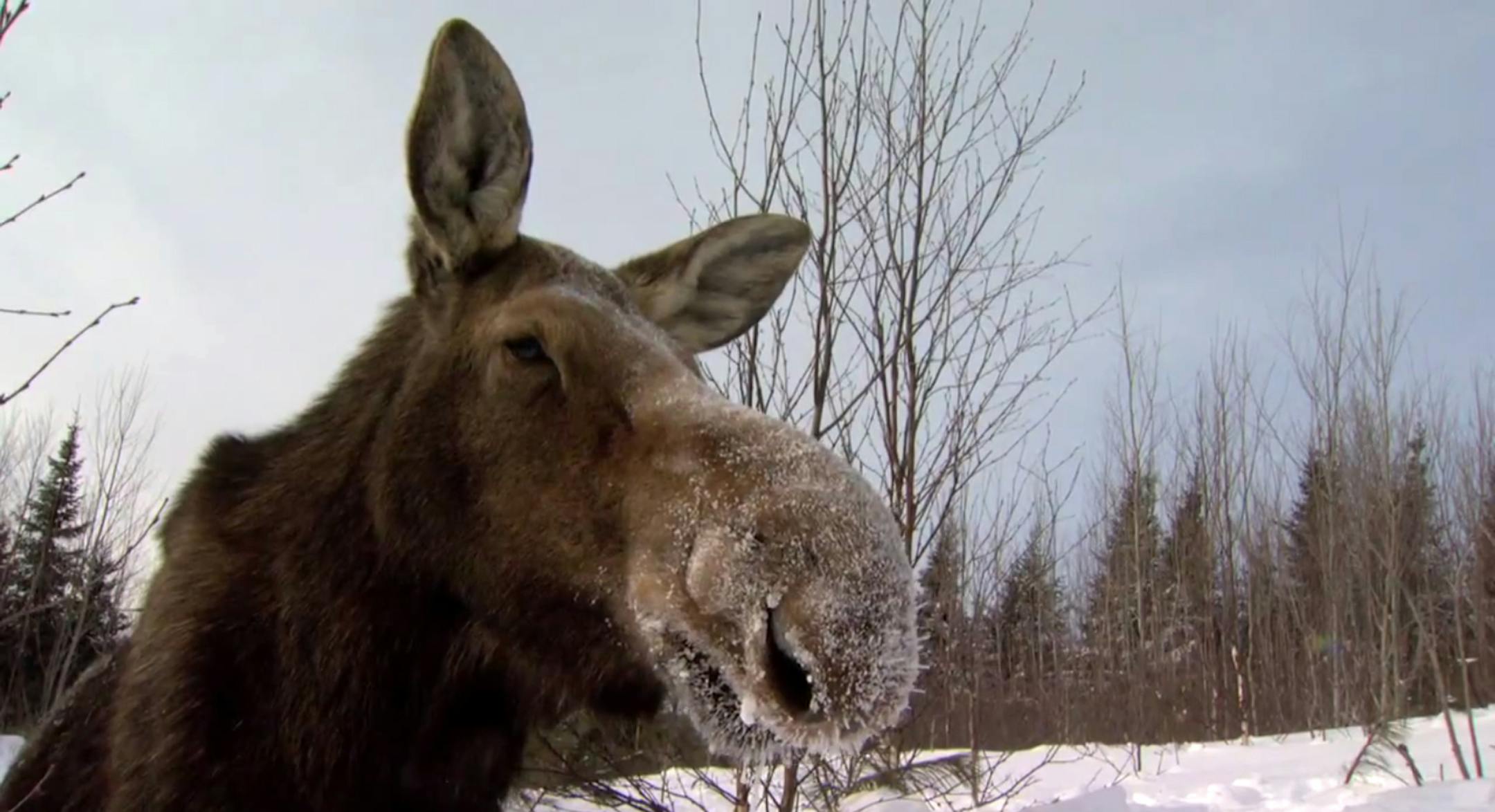 A recently completed survey of moose in northeastern Minnesota indicates the rate of population decline has accelerated dramatically -- including a 35 percent decline in the last year, DNR officials said during a press conference Wednesday, Feb. 6, 2013 in St. Paul, MN. ORG XMIT: MIN1302061803370159