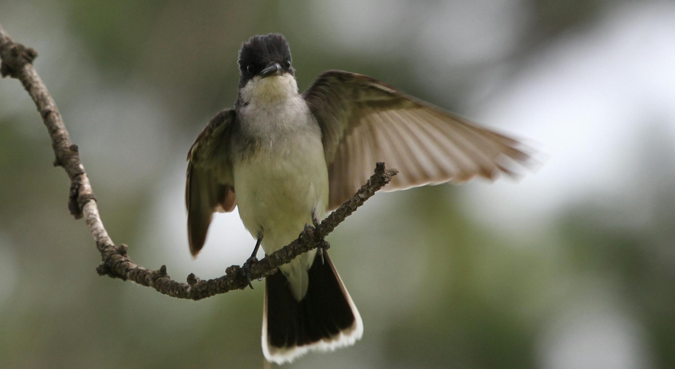 2. Millions of wing beats will deliver this eastern kingbird to South America to spend the winter feasting on insects. credit: Don Severson