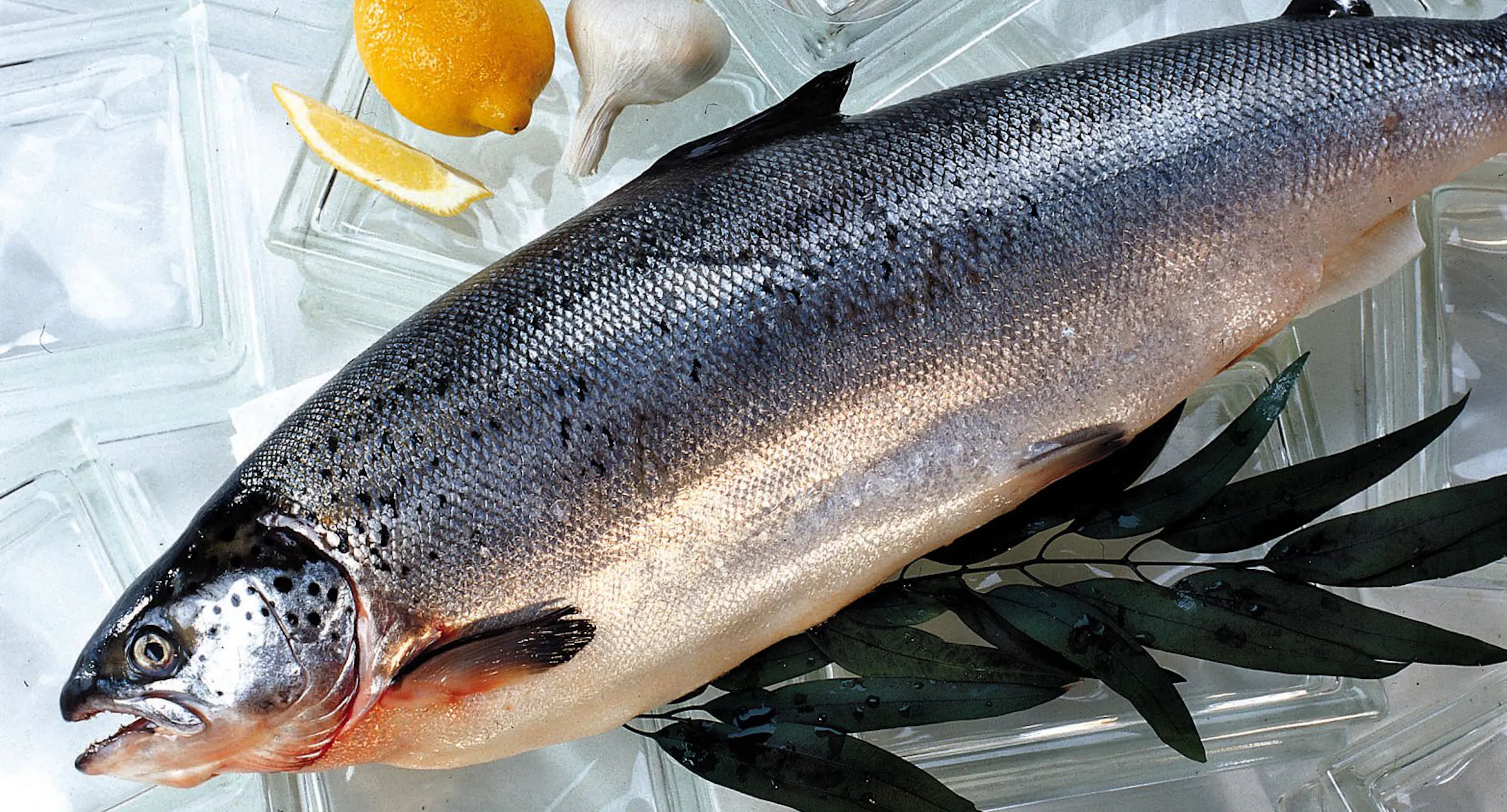 Letter of the Day (March 11): Mediterranean diet