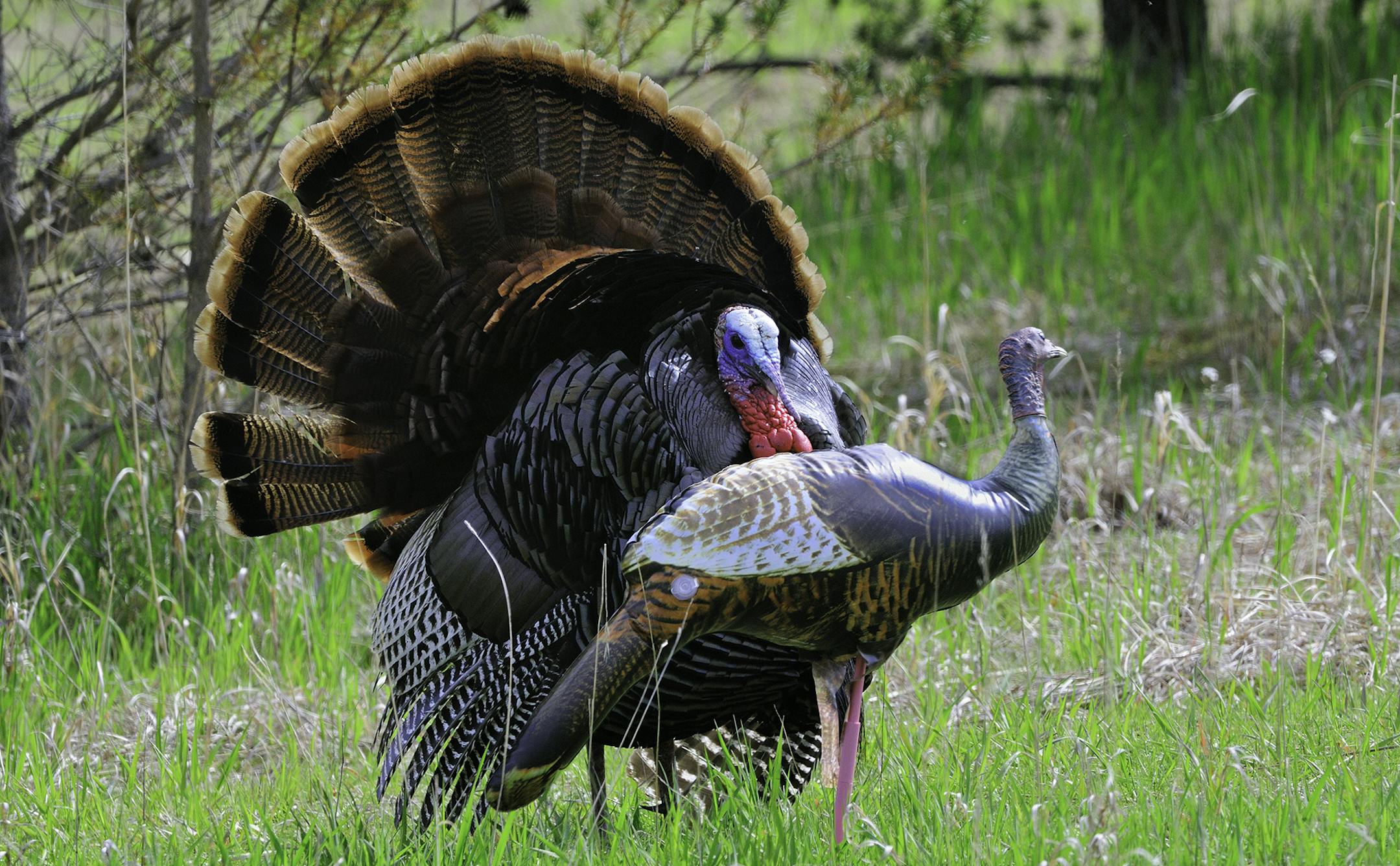 An adult wild turkey struts for an inflatable hen turkey decoy.