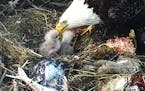 Photos of Bald Eagle chicks being fed