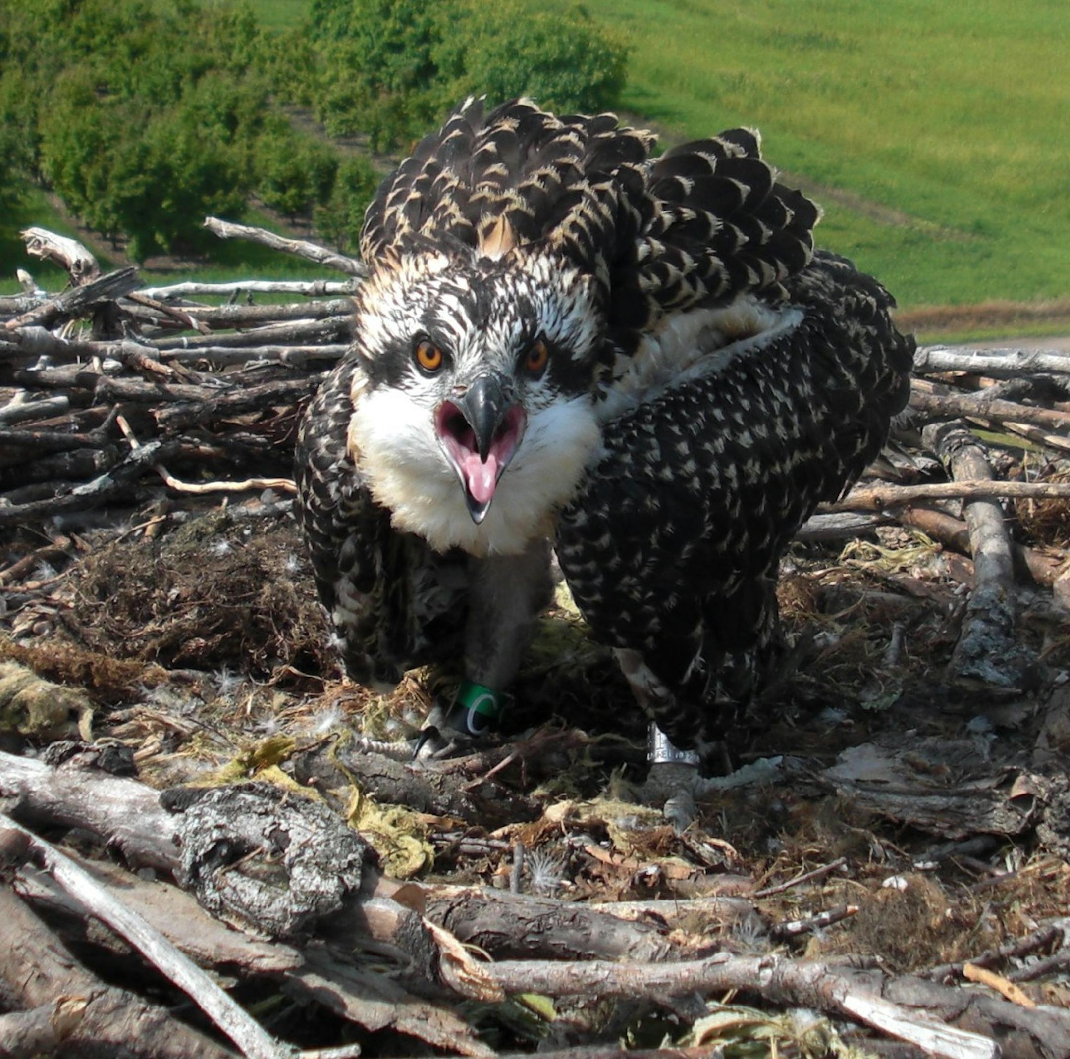 An osprey from 2012 at the Minnesota Landscape Arboretum. Photos courtesy of Three Rivers Parks.